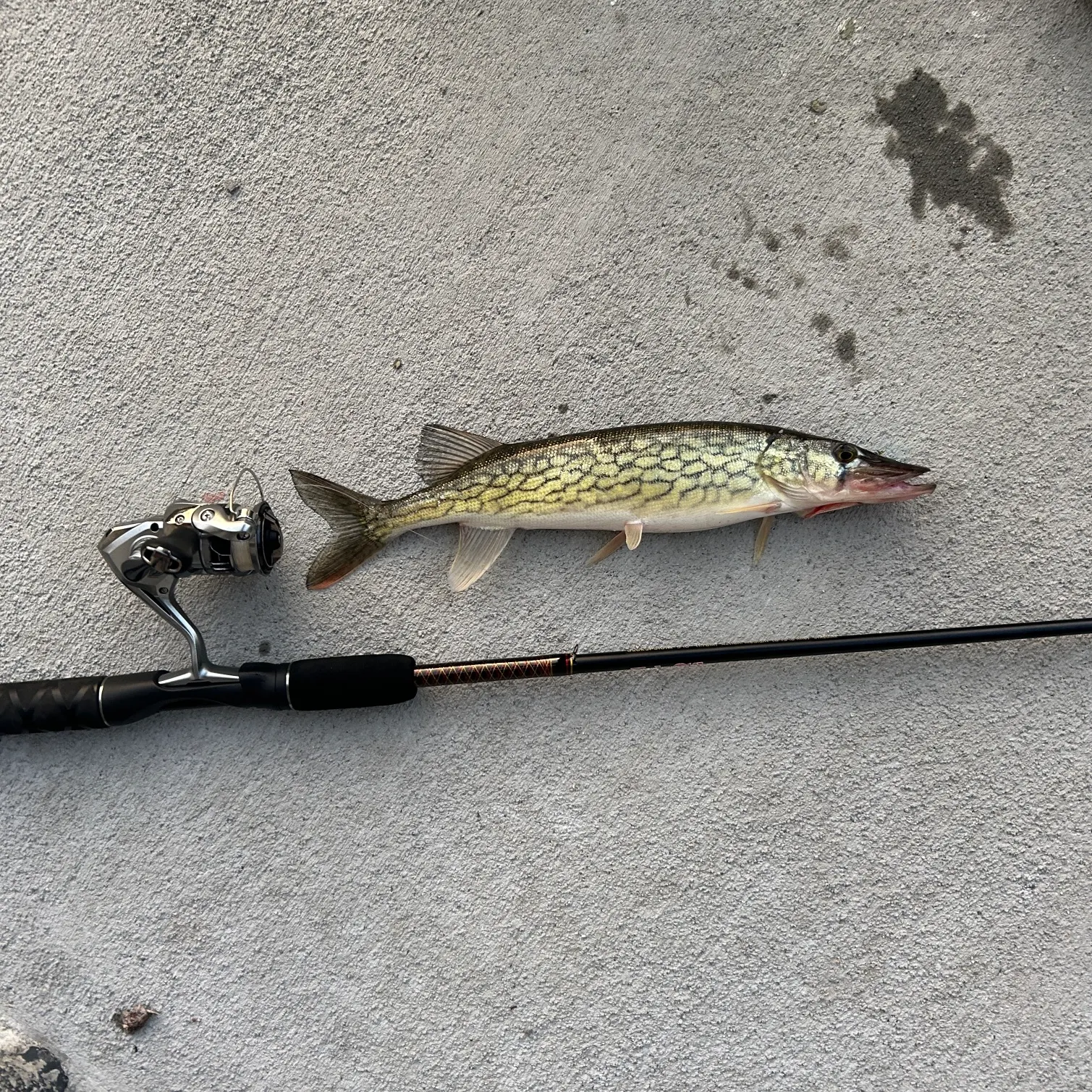 The most recent Chain pickerel catches on Fishbrain