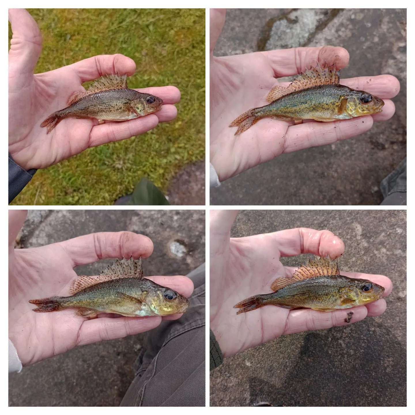 most liked catch image