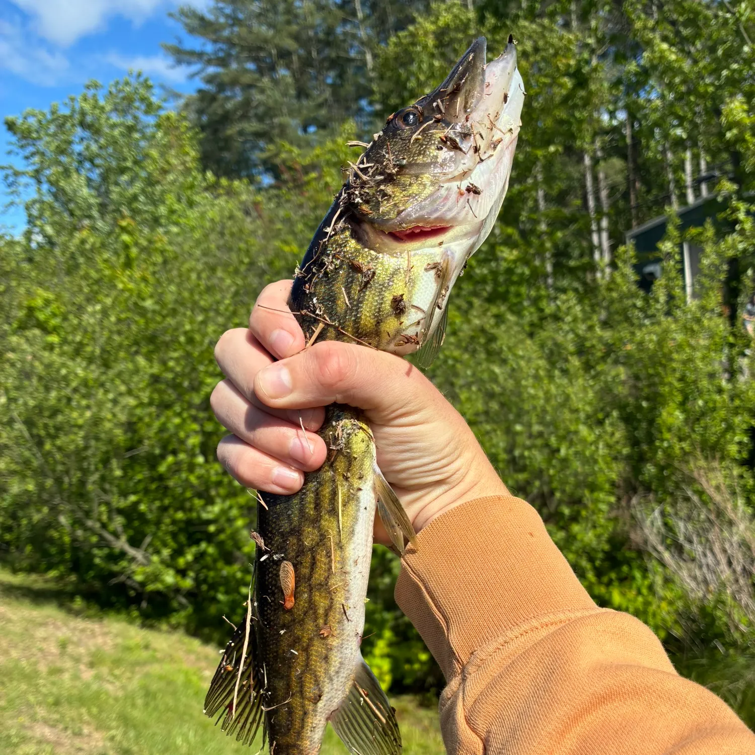 angler catch