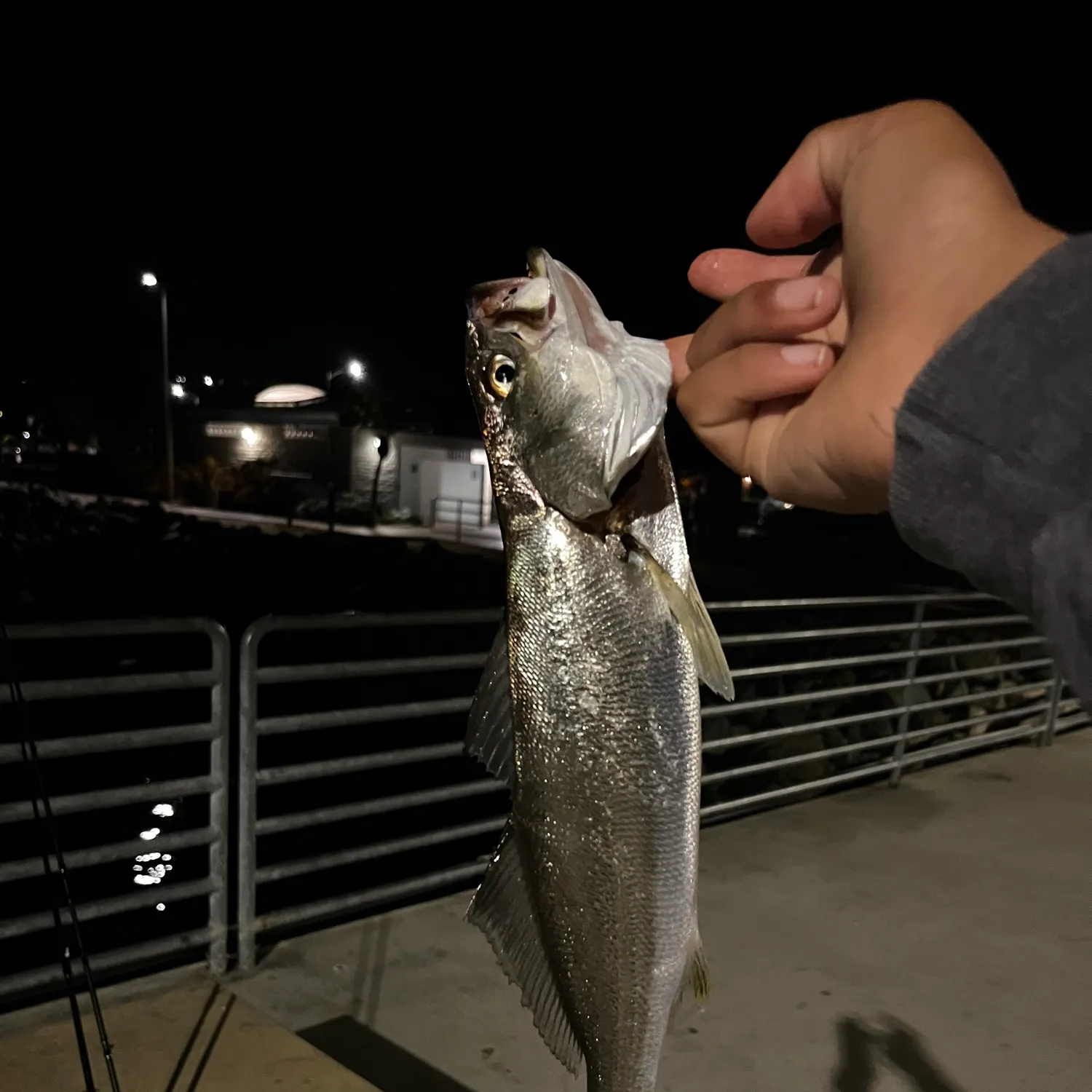The most recent Stolzmann's weakfish catches on Fishbrain