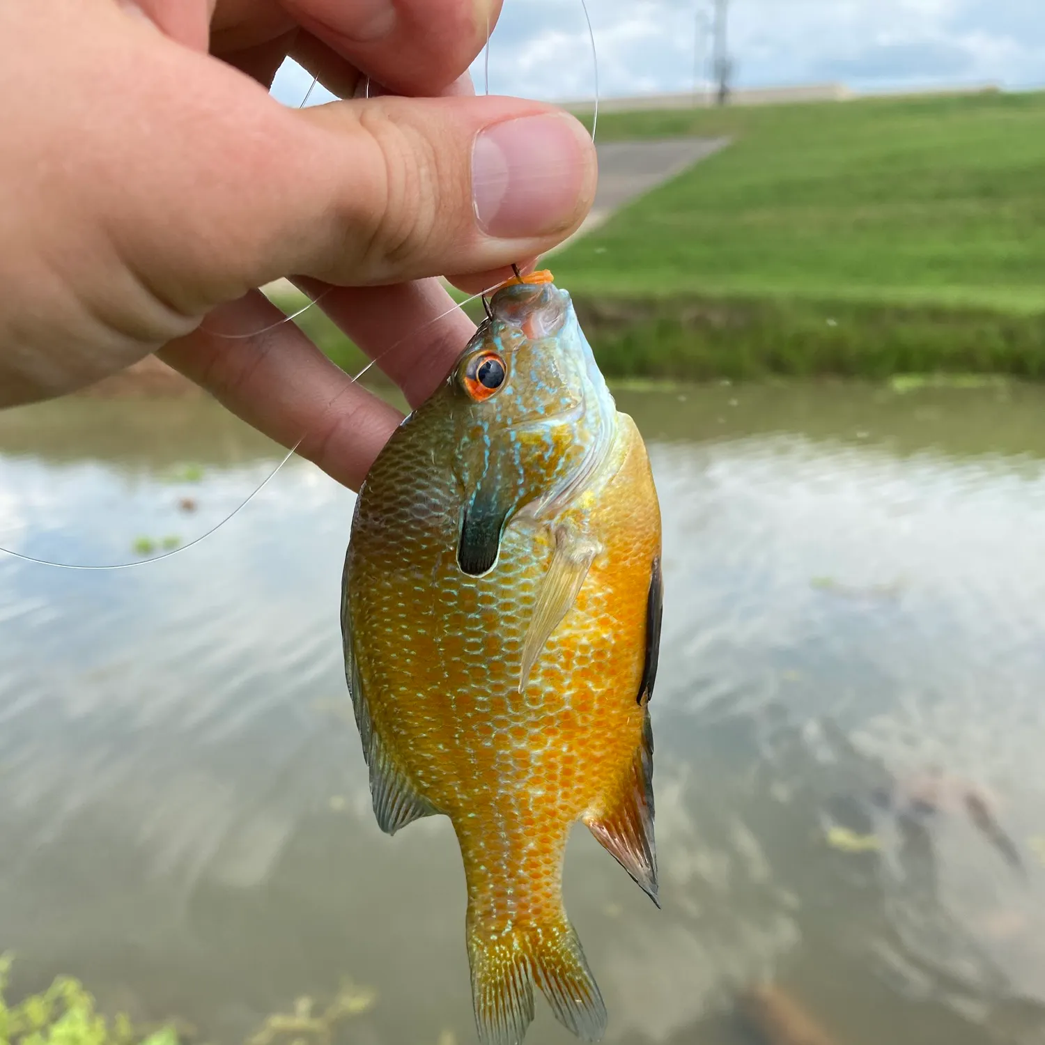 Longear sunfish caught on Fishbrain
