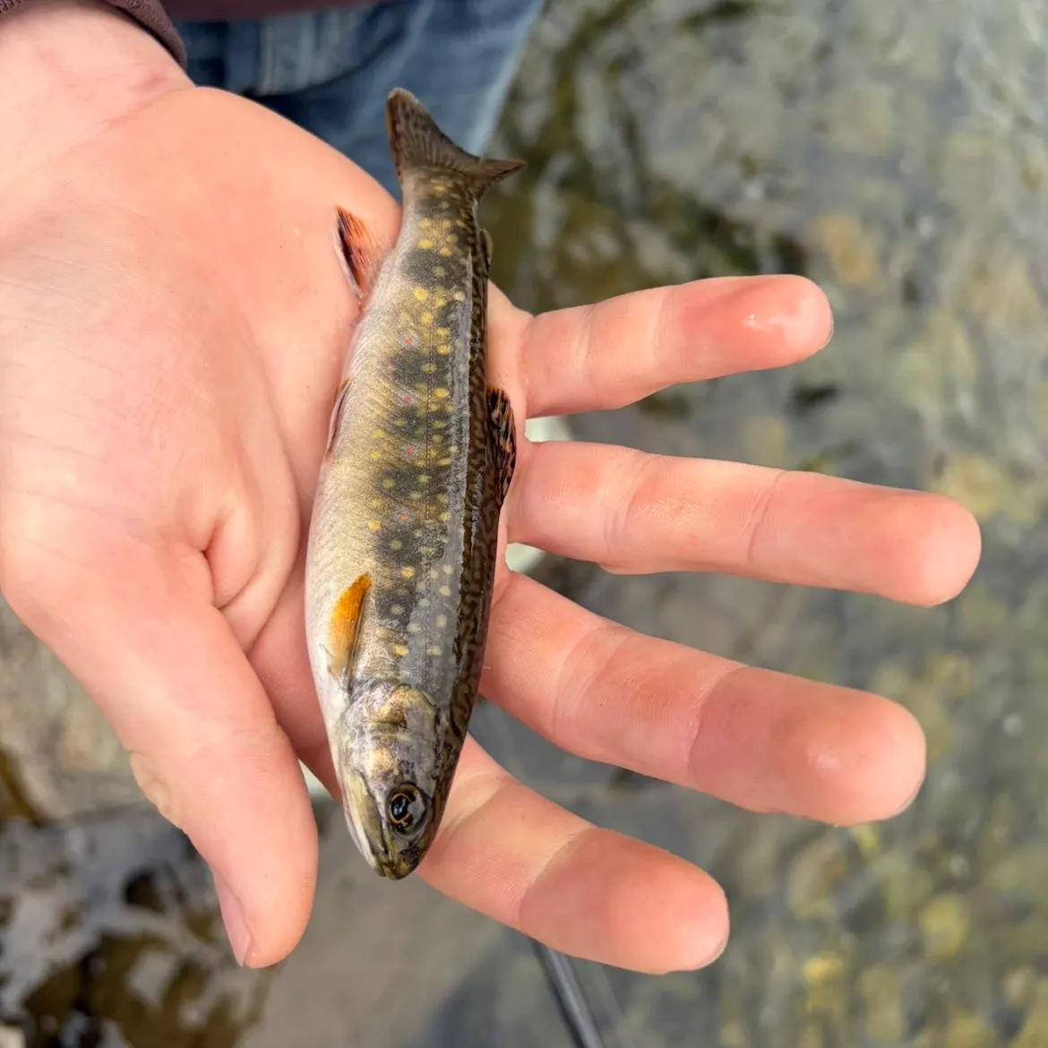 Brook trout caught on Fishbrain