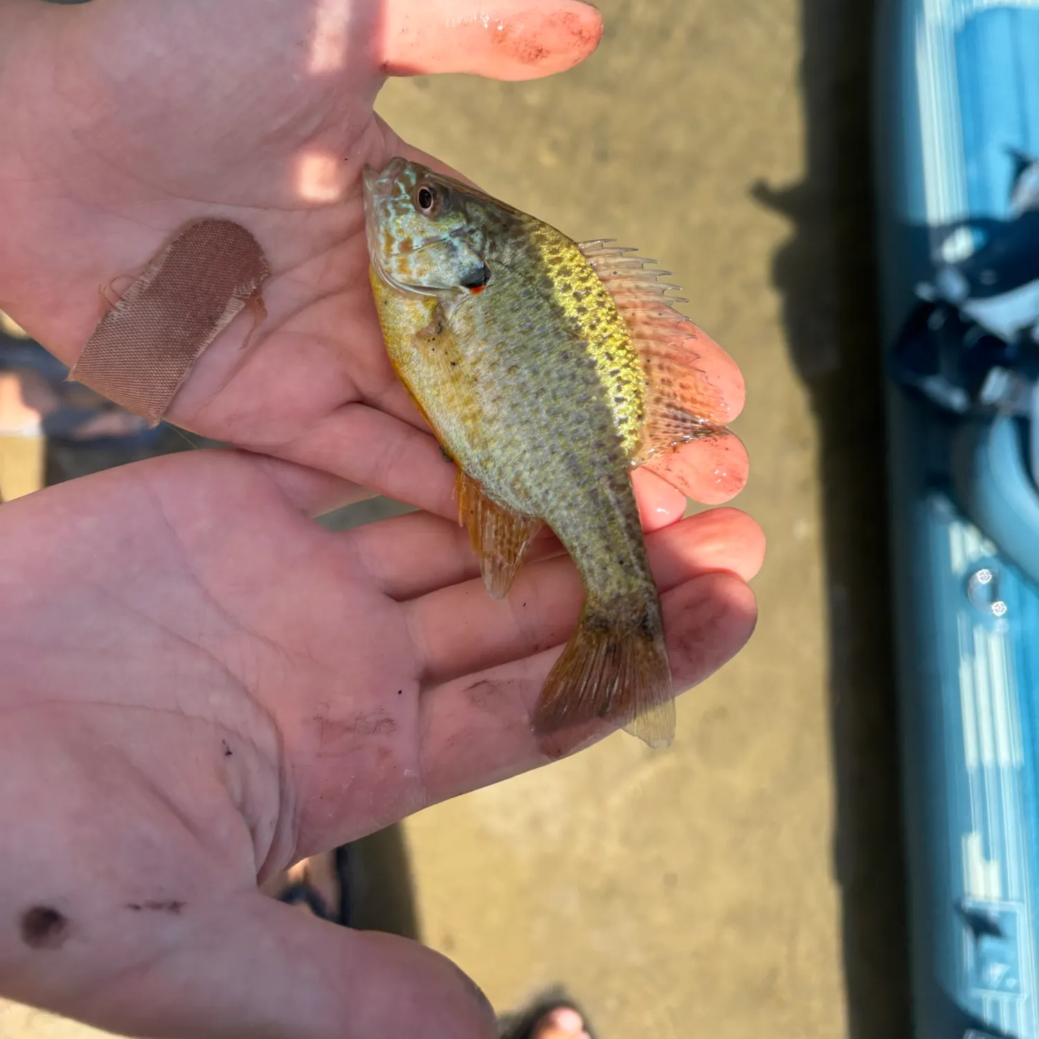 Pumpkinseed caught on Fishbrain