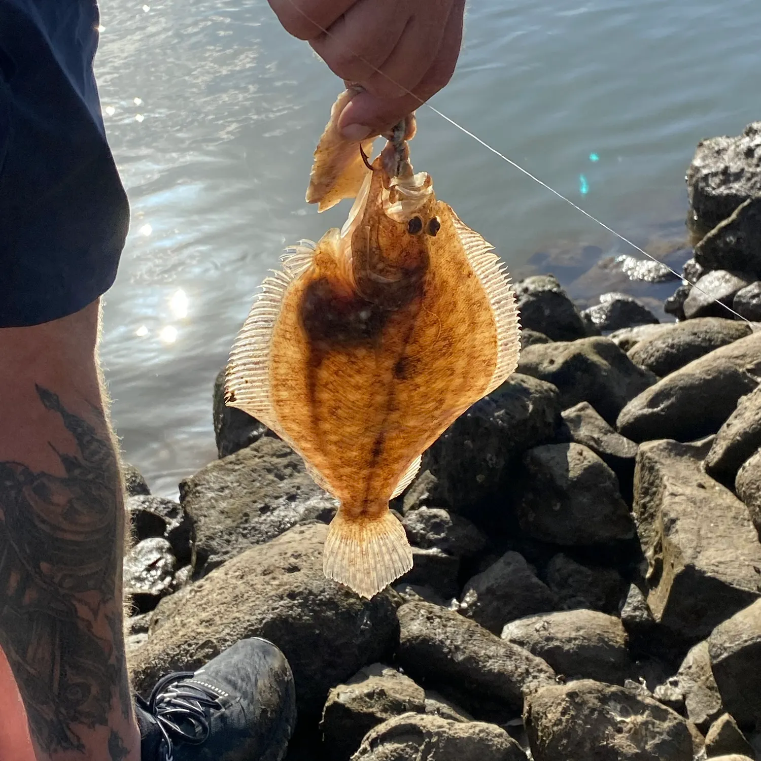 The most recent Black flounder catches on Fishbrain