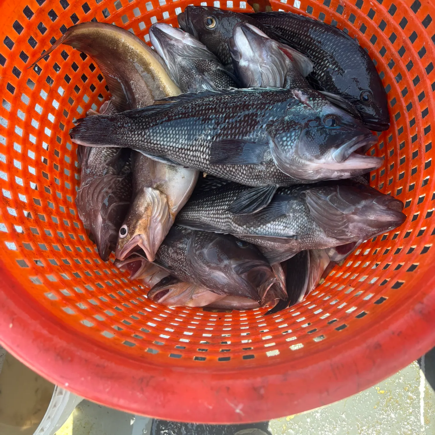 The most recent Red hake catches on Fishbrain