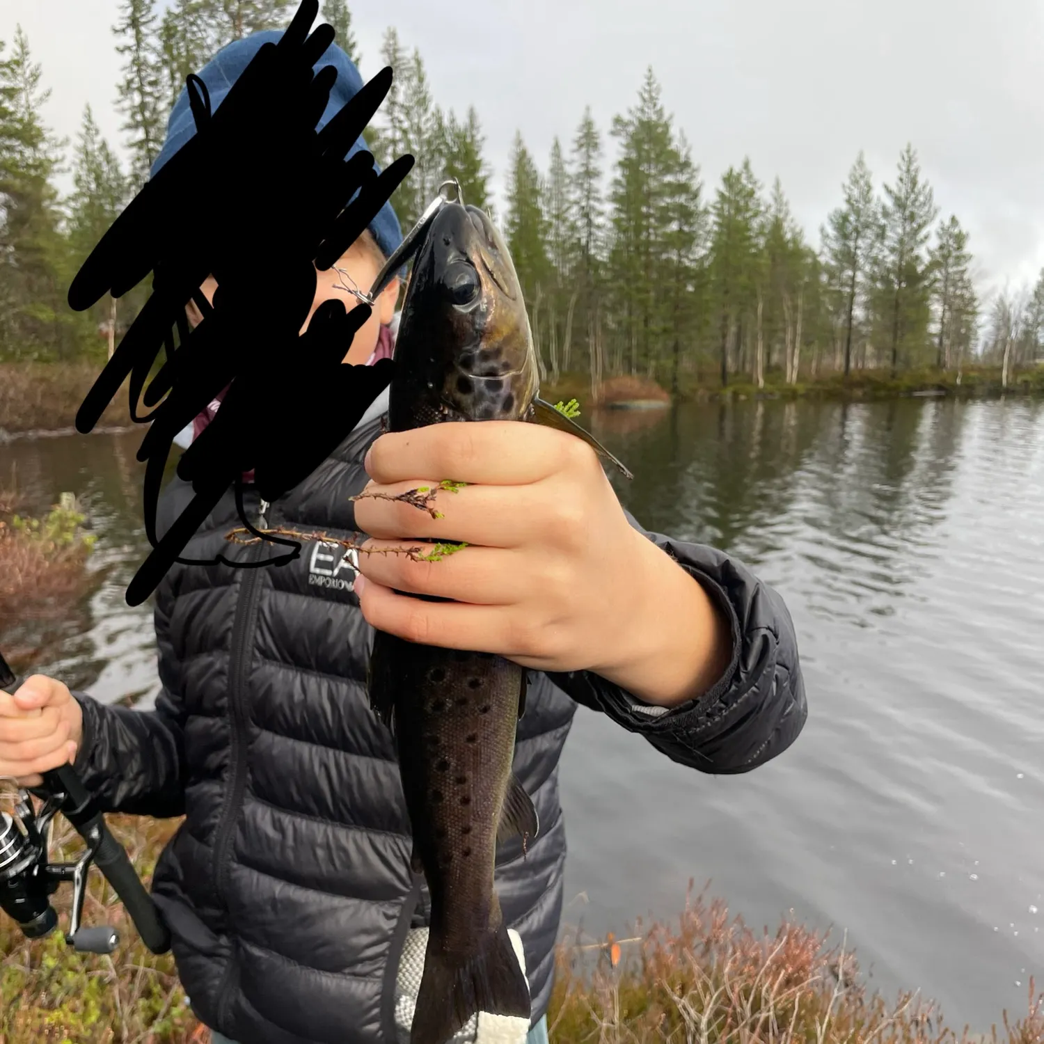 Brown trout caught on Fishbrain