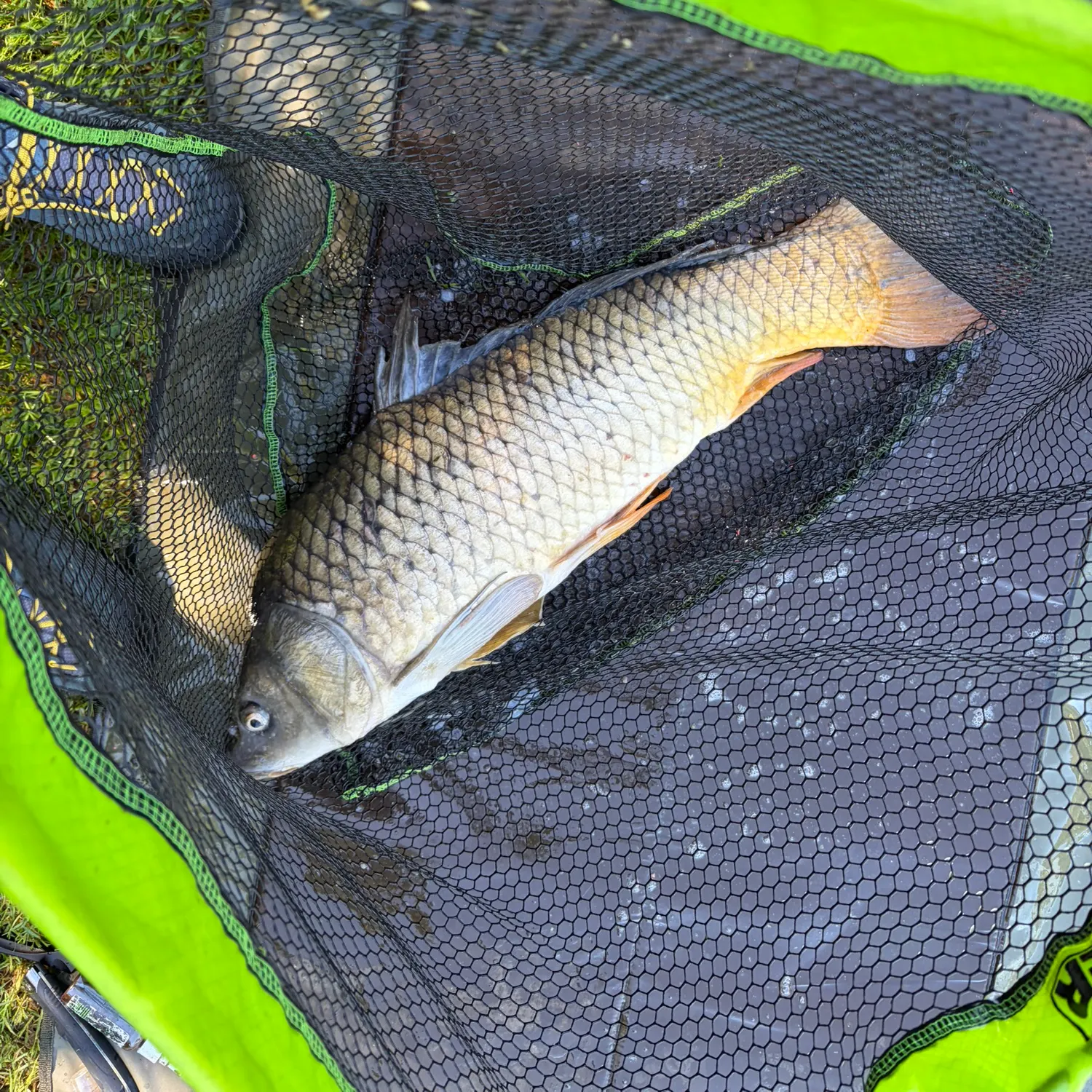 Common carp caught on Fishbrain