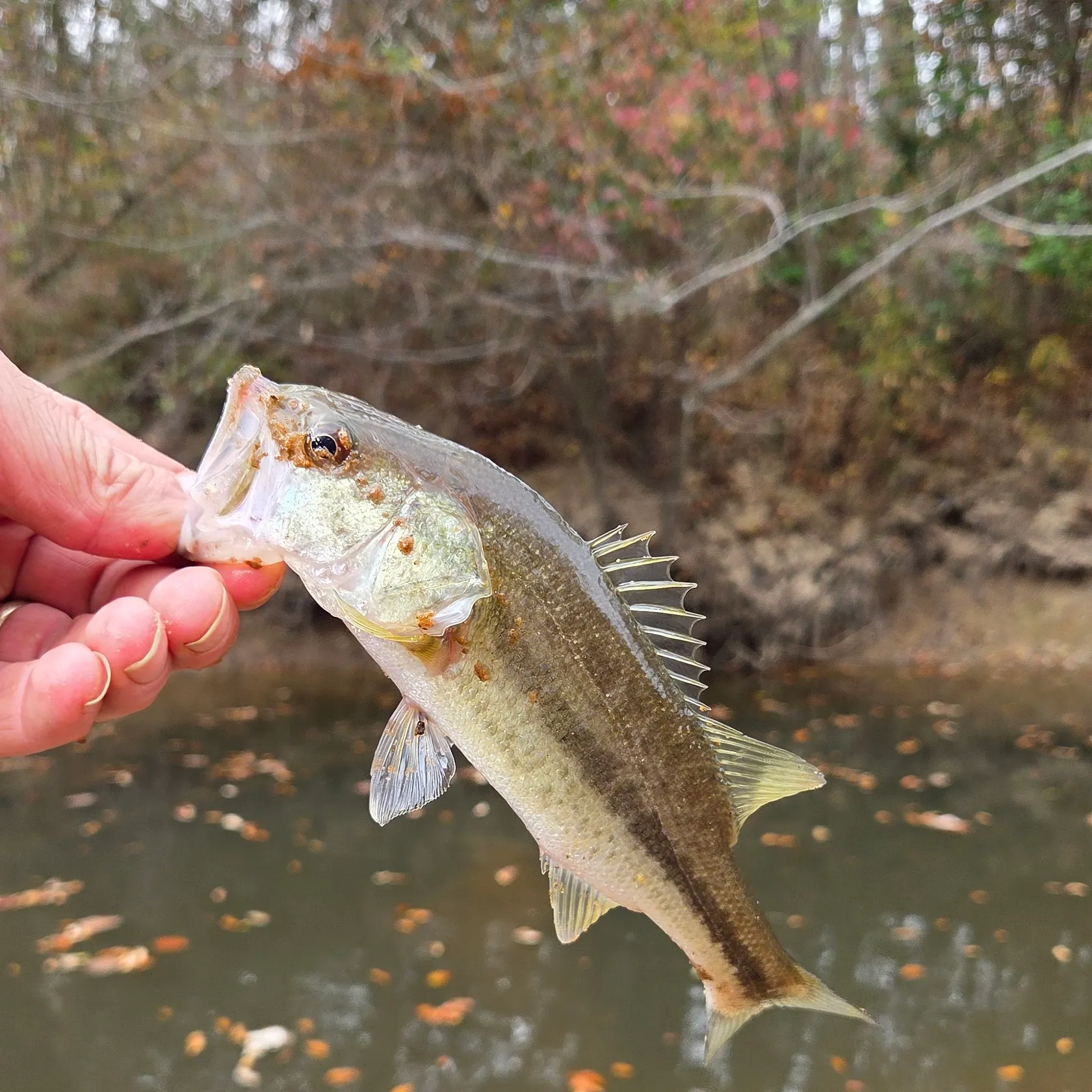 The most recent Alabama bass catches on Fishbrain