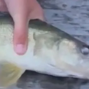 Walleye caught on Fishbrain