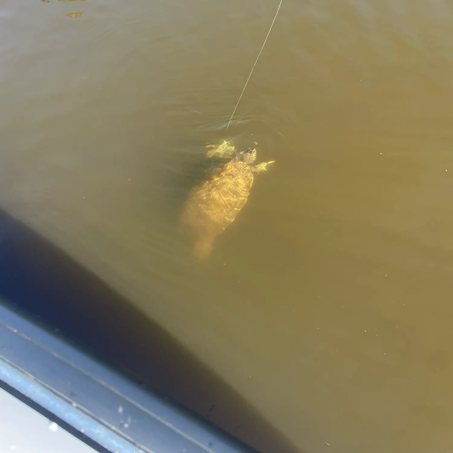 Fish caught on Fishbrain