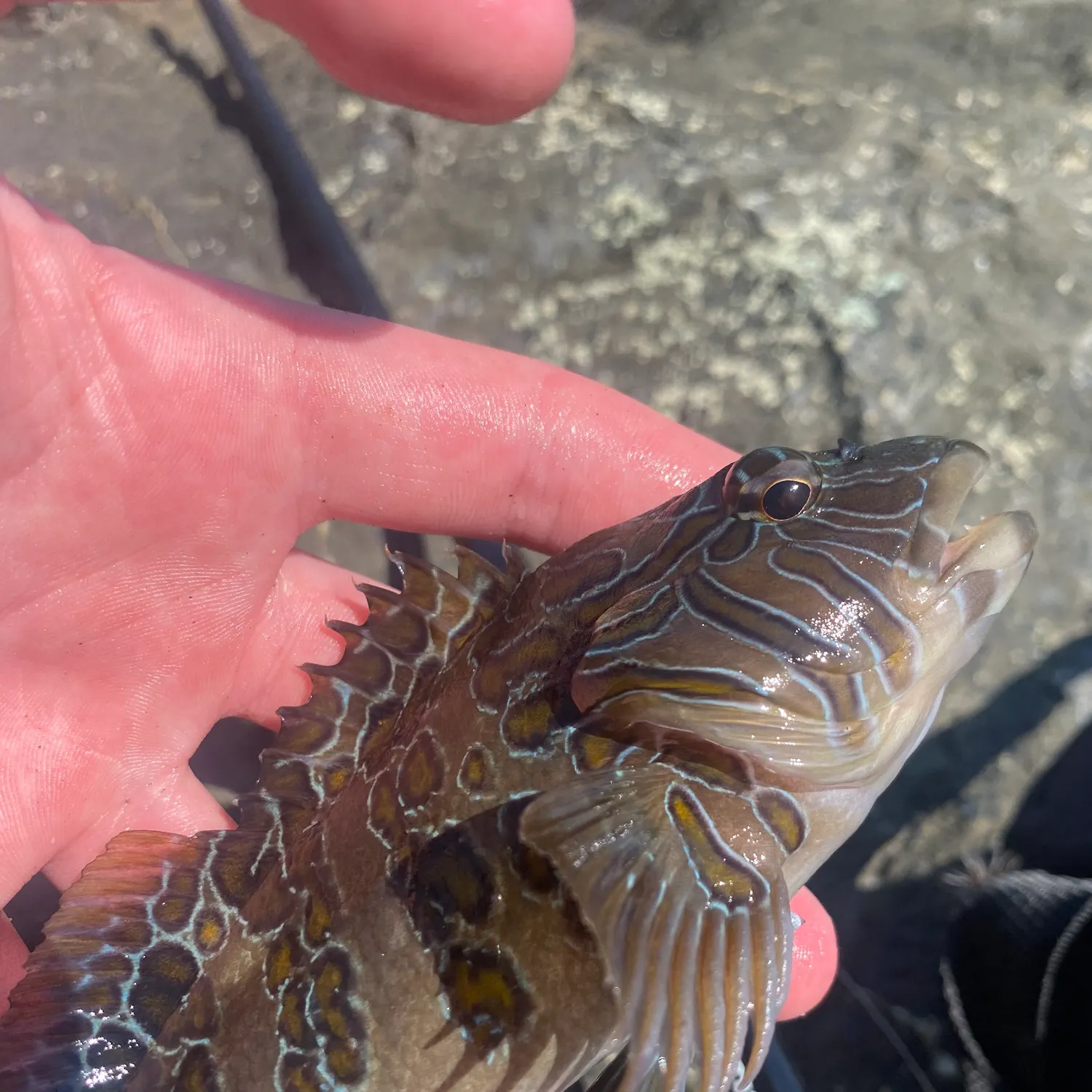 The most recent Giant hawkfish catches on Fishbrain