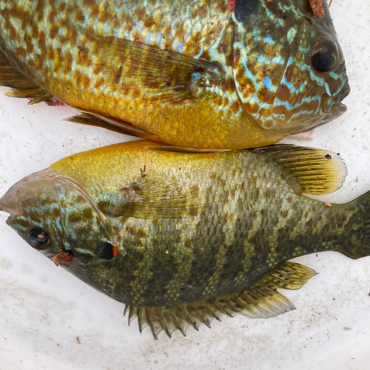 recently logged catches