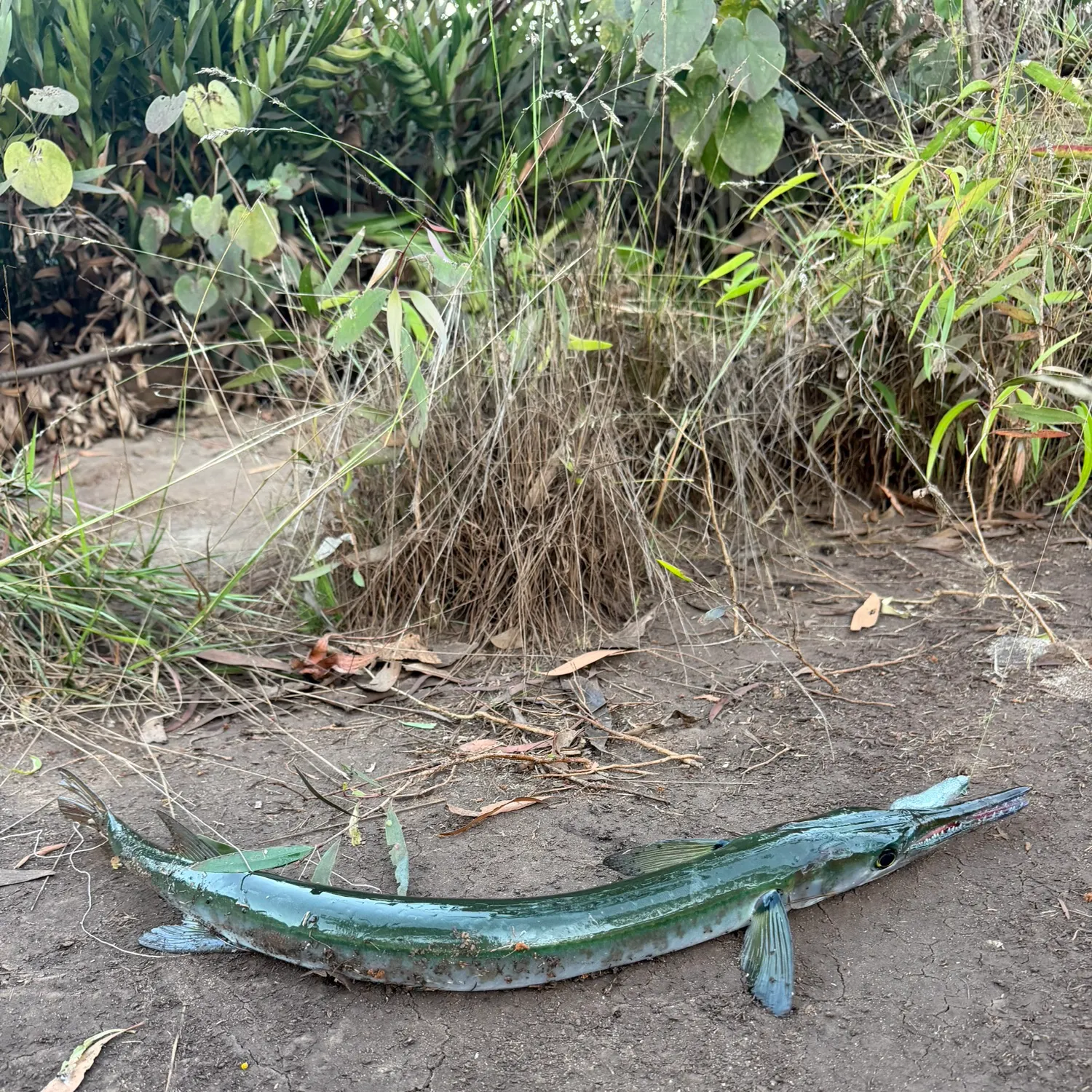 The most recent Hound needlefish catches on Fishbrain