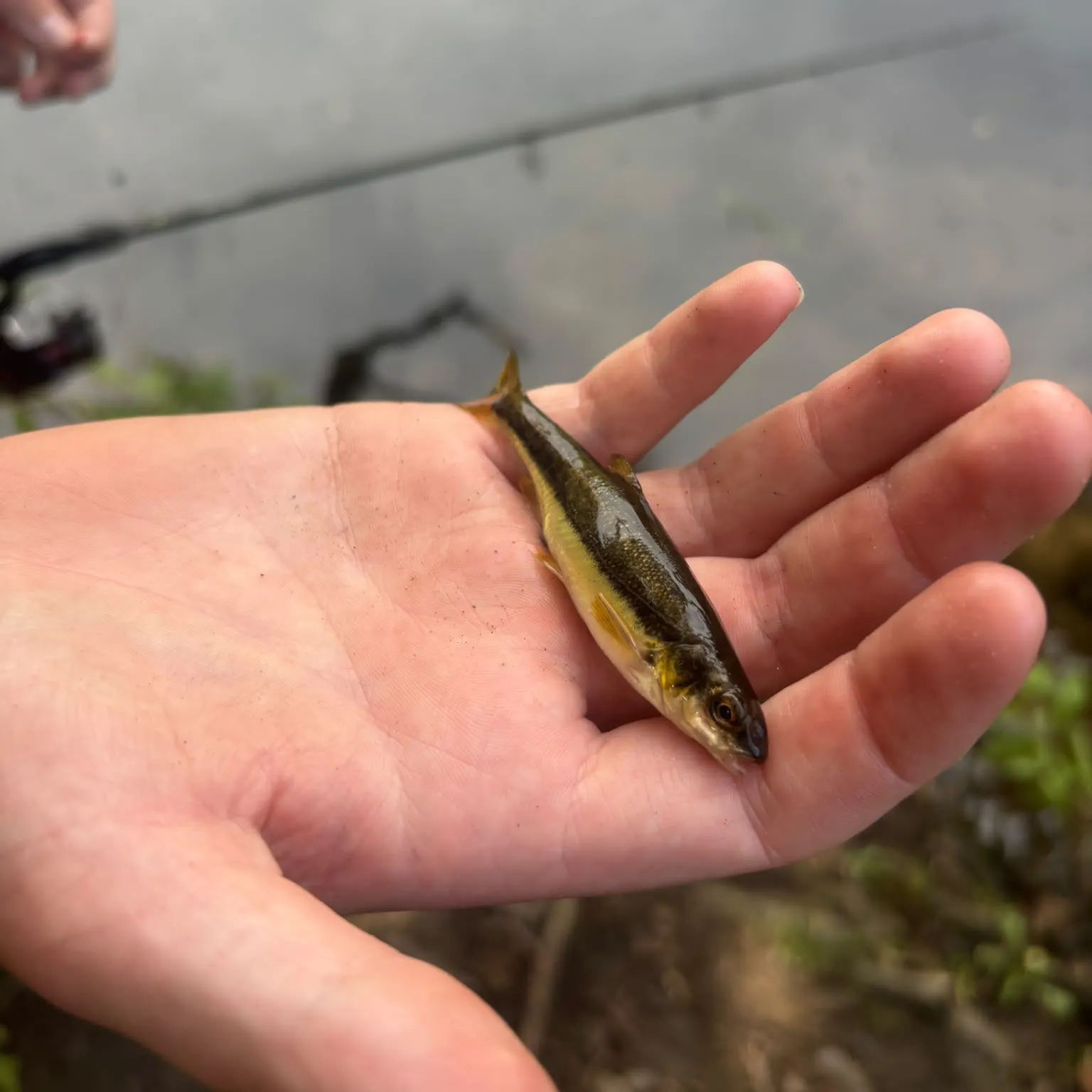 Eurasian minnow caught on Fishbrain