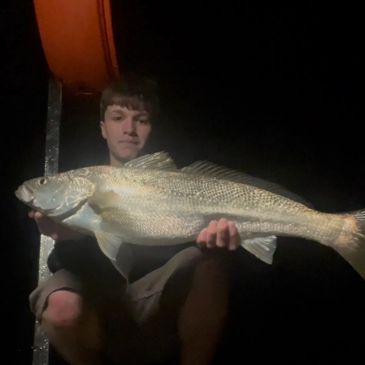 The most recent Japanese meagre catches on Fishbrain