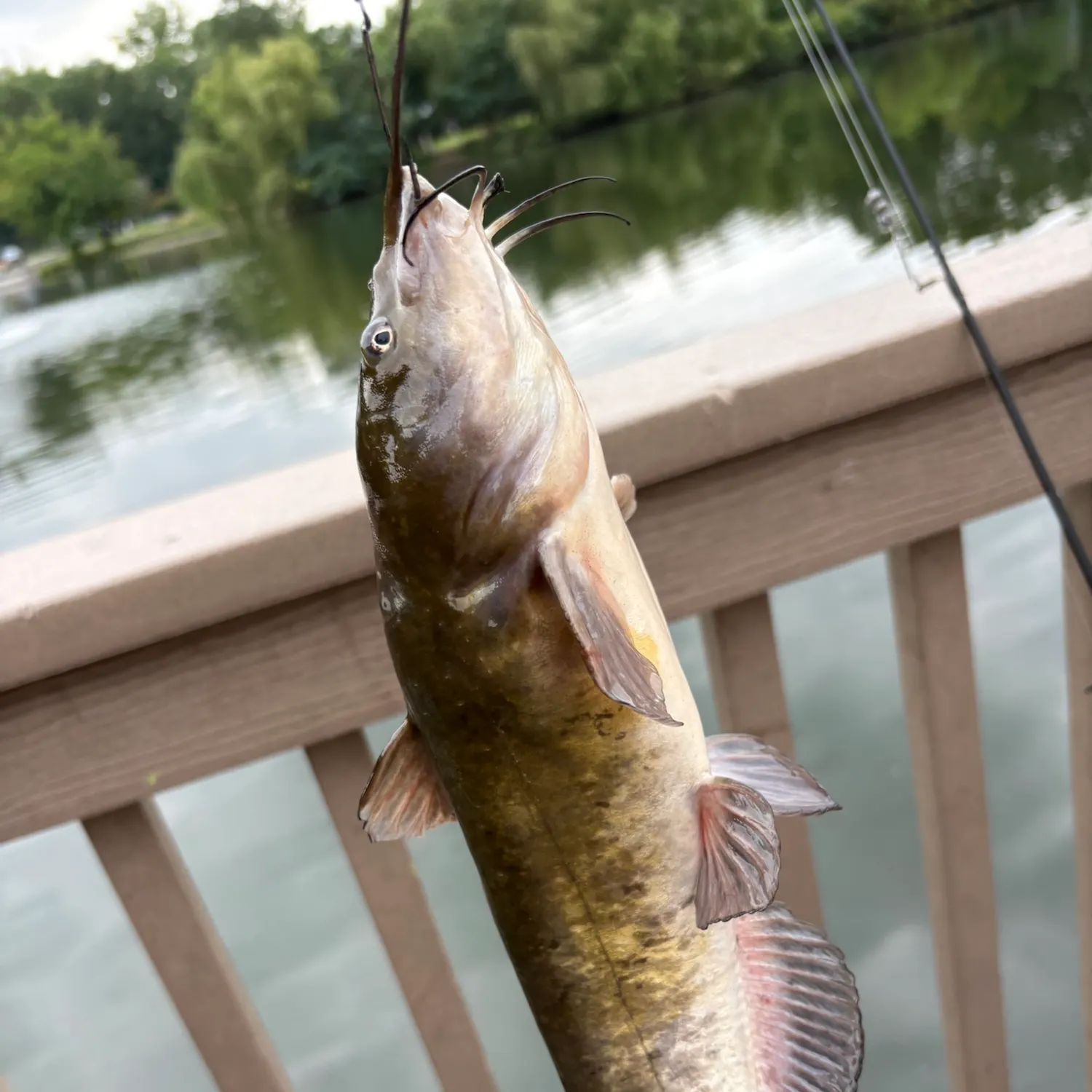 Black bullhead caught on Fishbrain