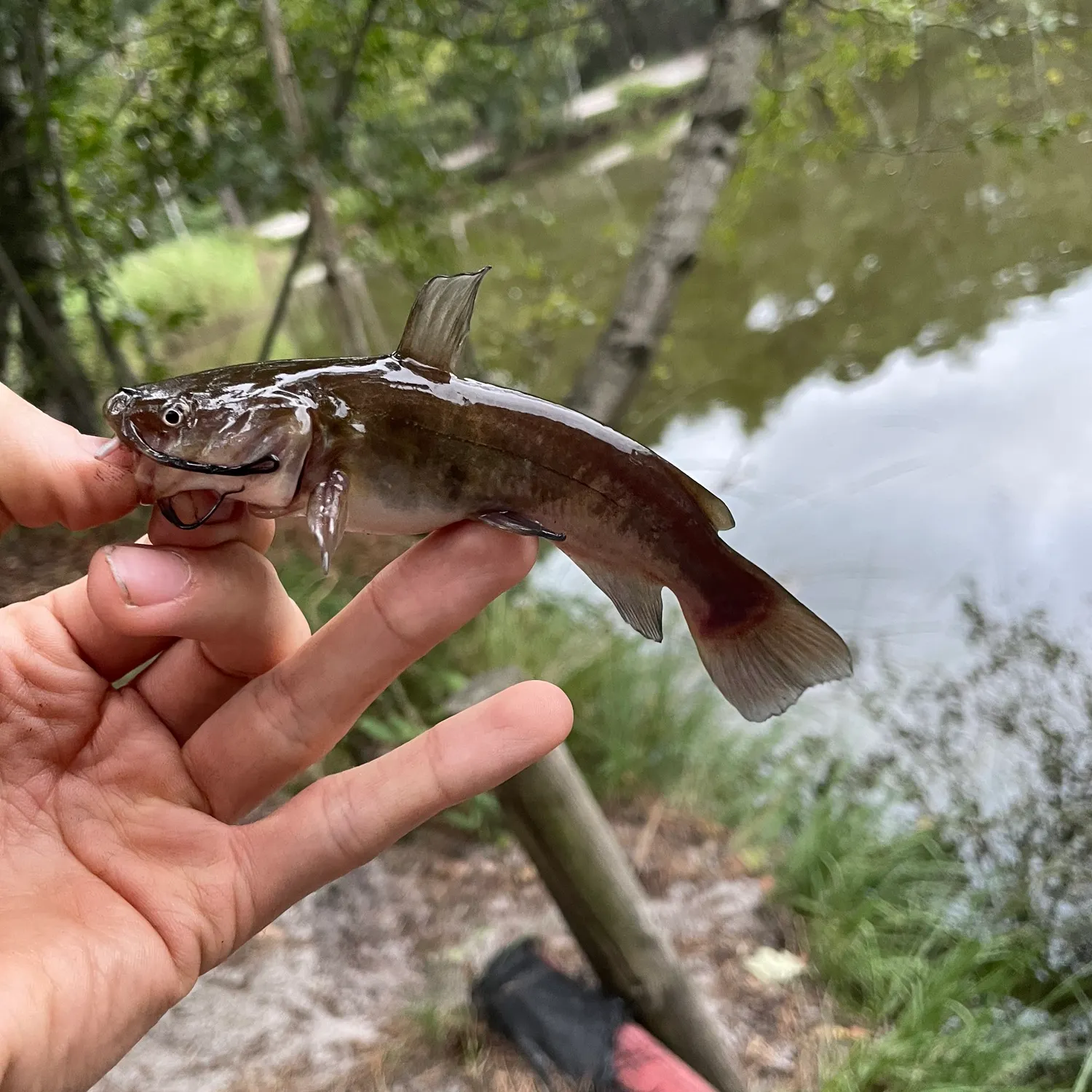 Brown bullhead caught on Fishbrain