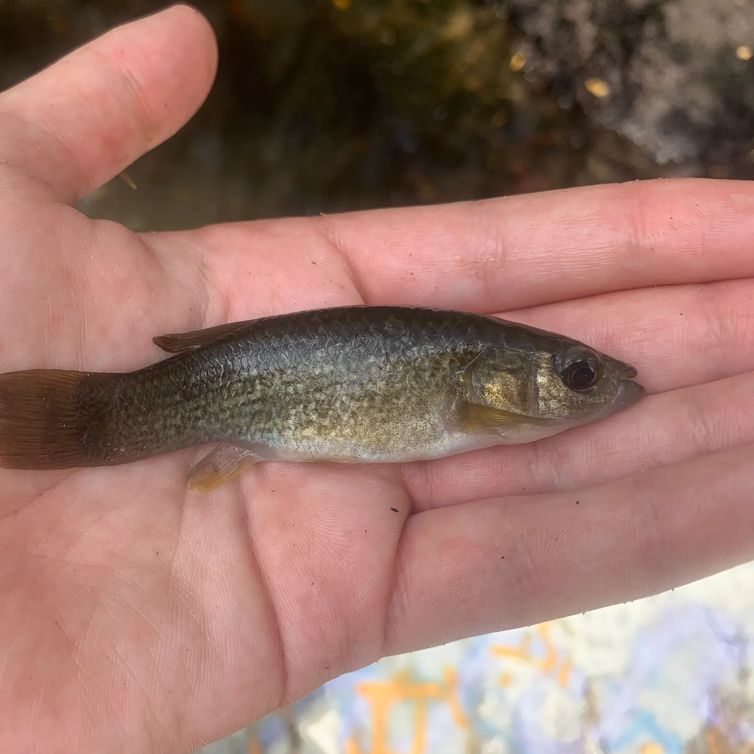 The most recent Gulf killifish catches on Fishbrain