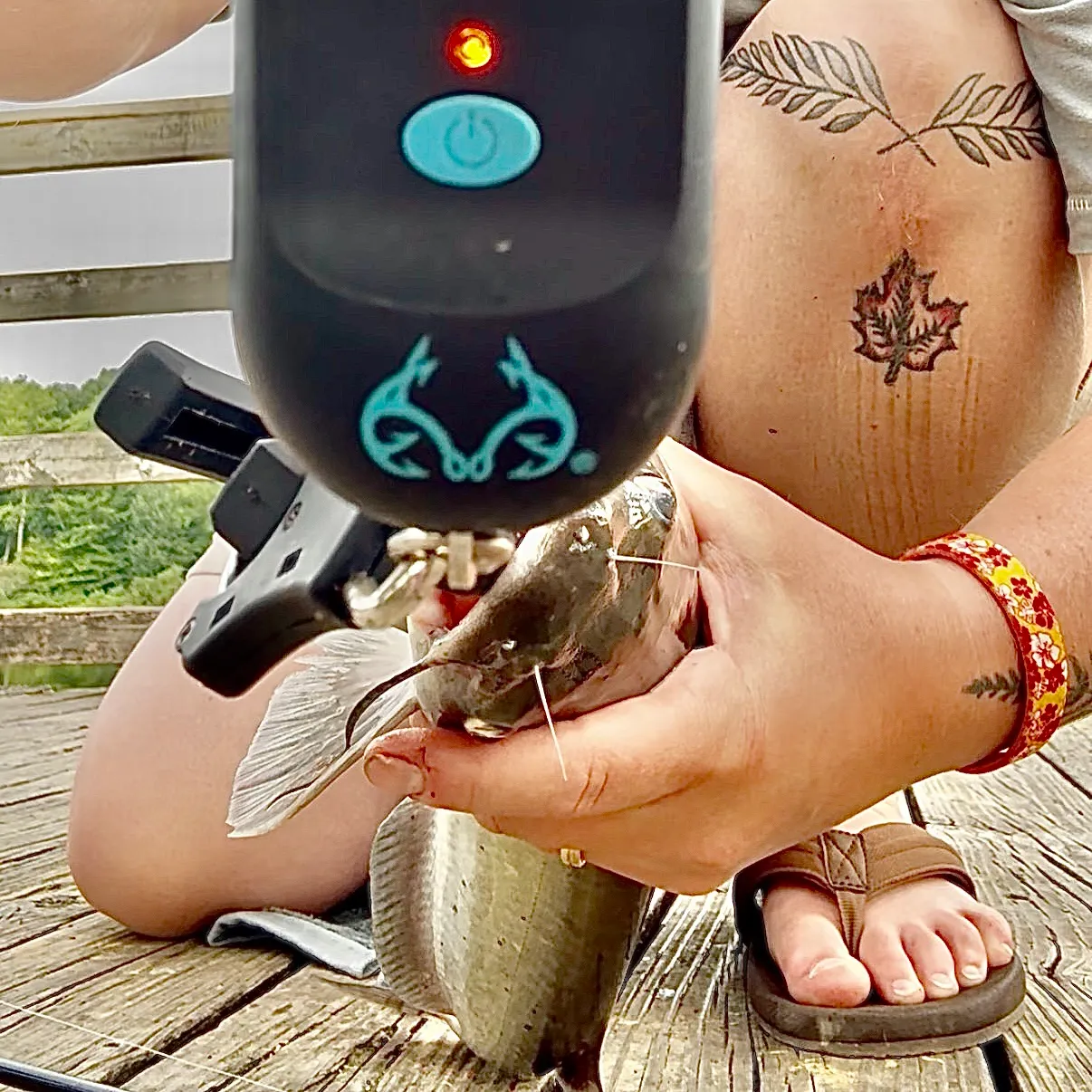 Channel catfish caught on Fishbrain
