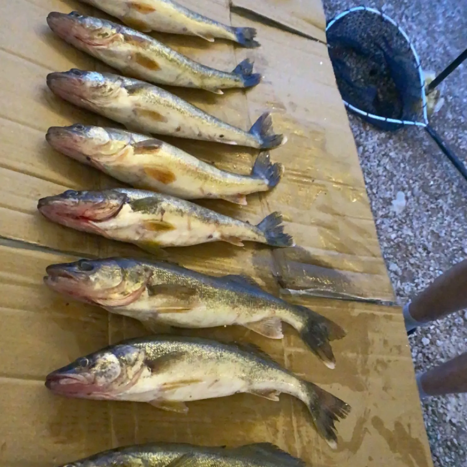 recently logged catches