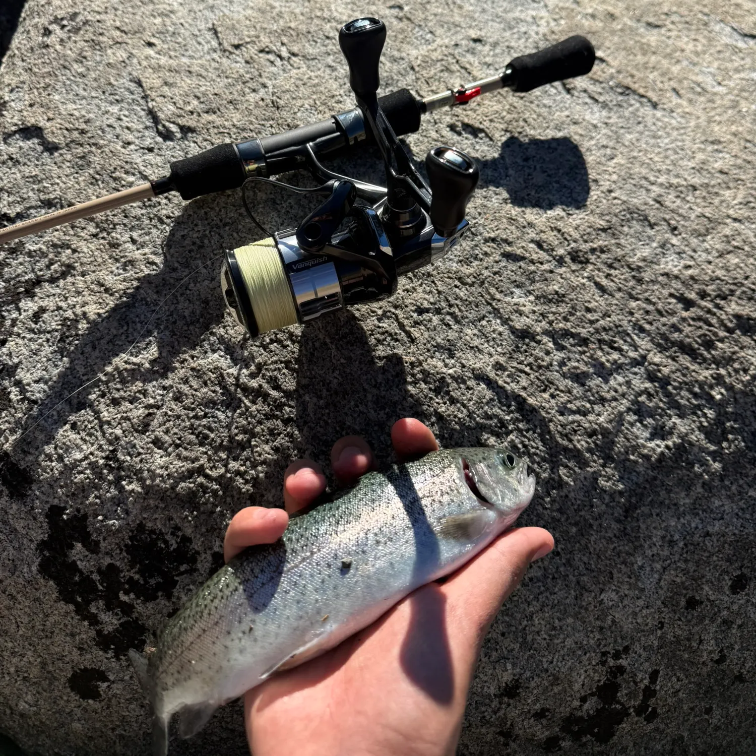 Rainbow trout caught on Fishbrain