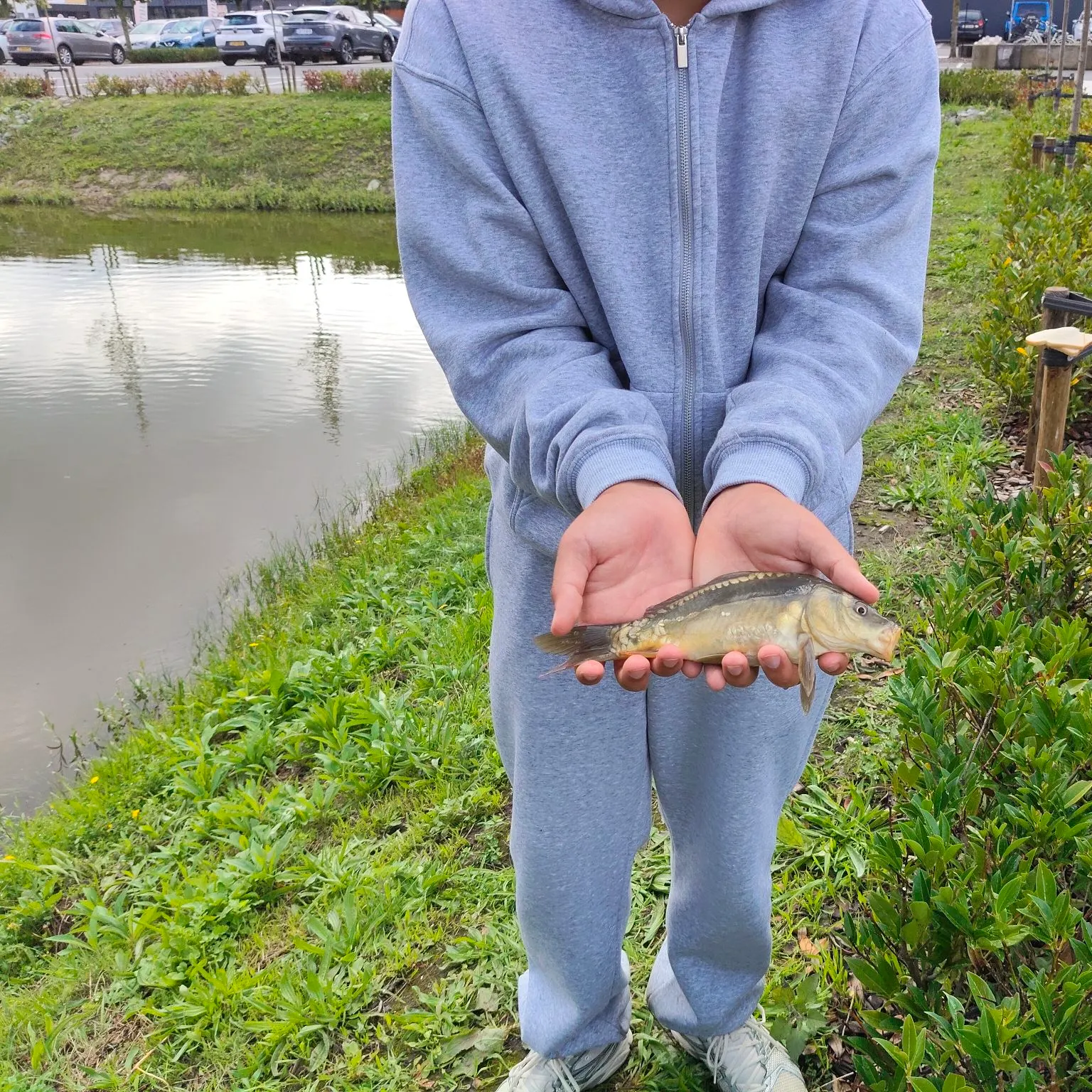 Mirror carp caught on Fishbrain