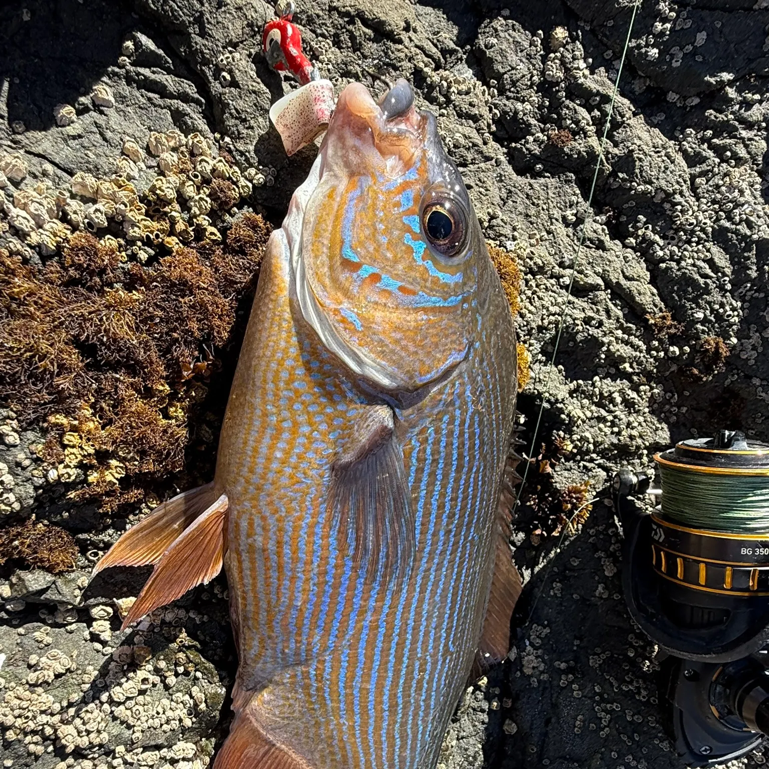 The most recent Striped seaperch catches on Fishbrain