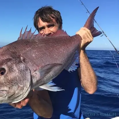 The most recent Common dentex catches on Fishbrain