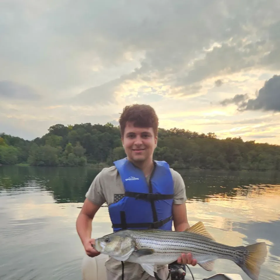 Striped bass caught on Fishbrain