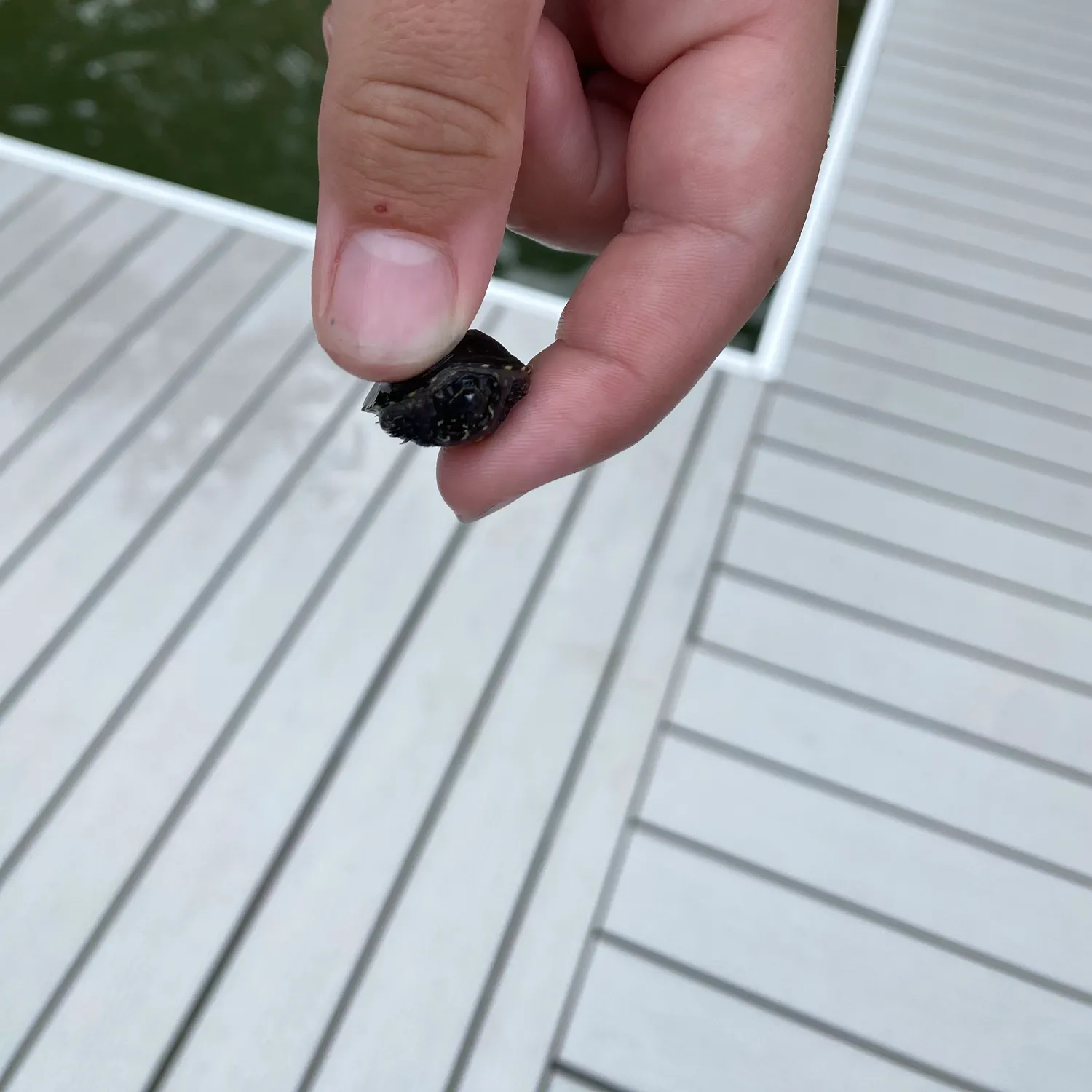 Pond slider turtle caught on Fishbrain