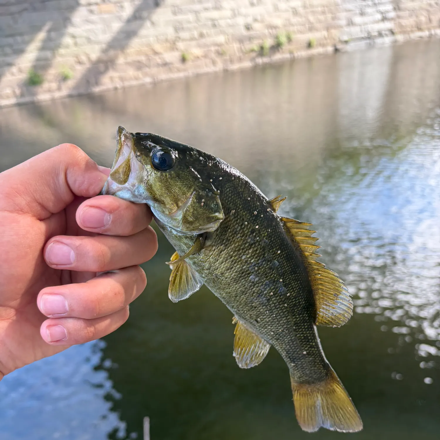 Smallmouth bass caught on Fishbrain