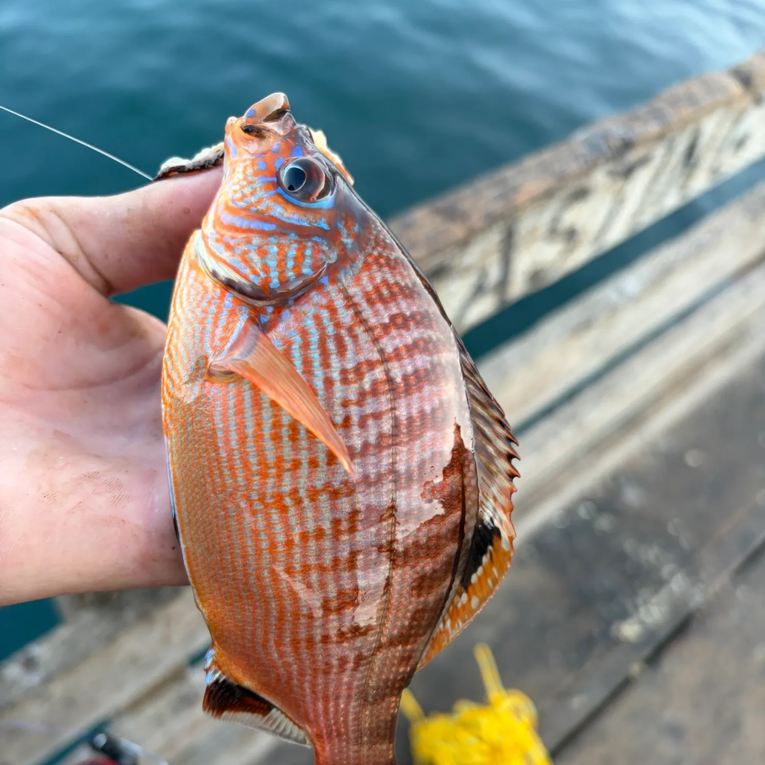 The most recent Rainbow surfperch catches on Fishbrain