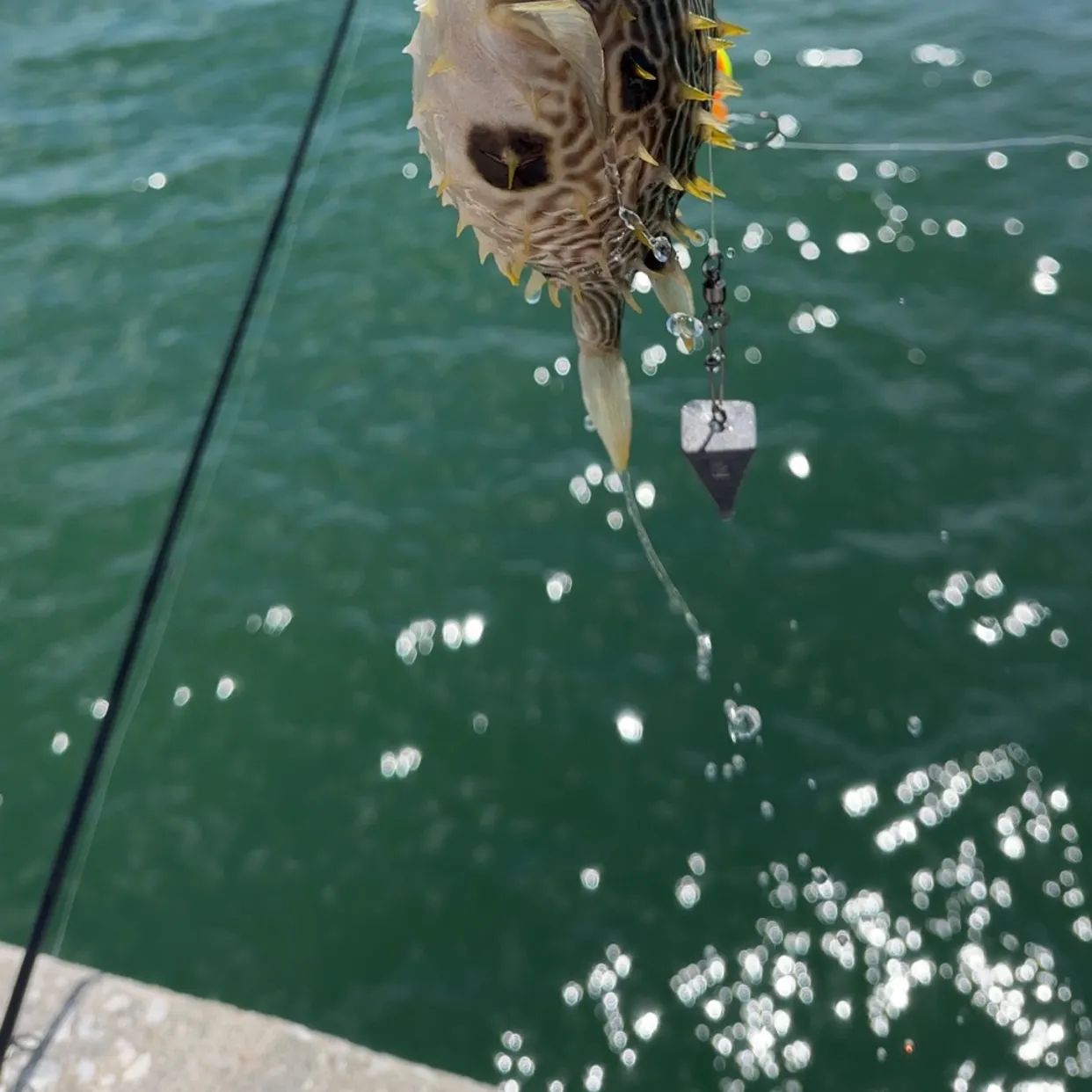 The most recent Striped burrfish catches on Fishbrain