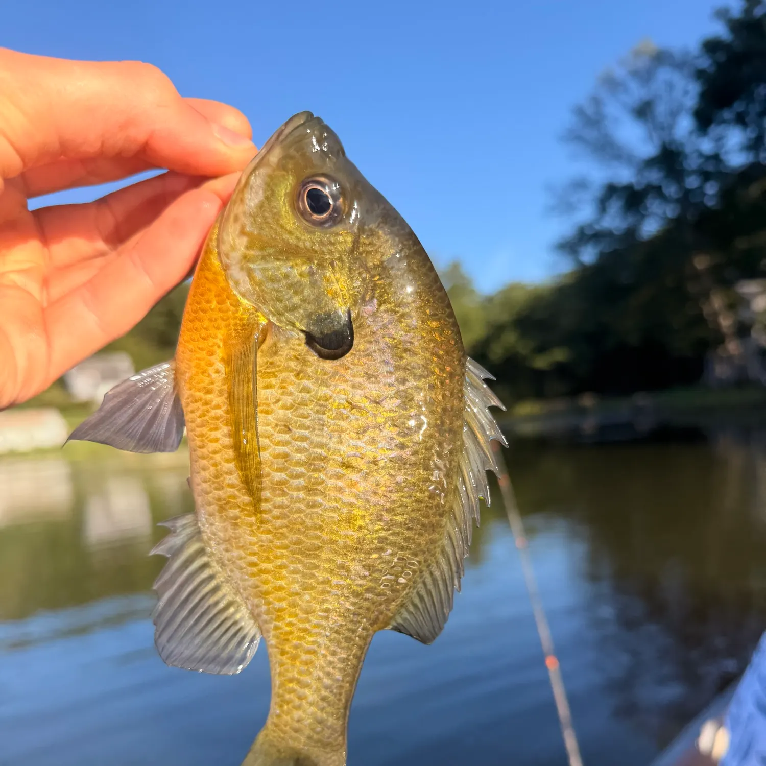 Bluegill caught on Fishbrain