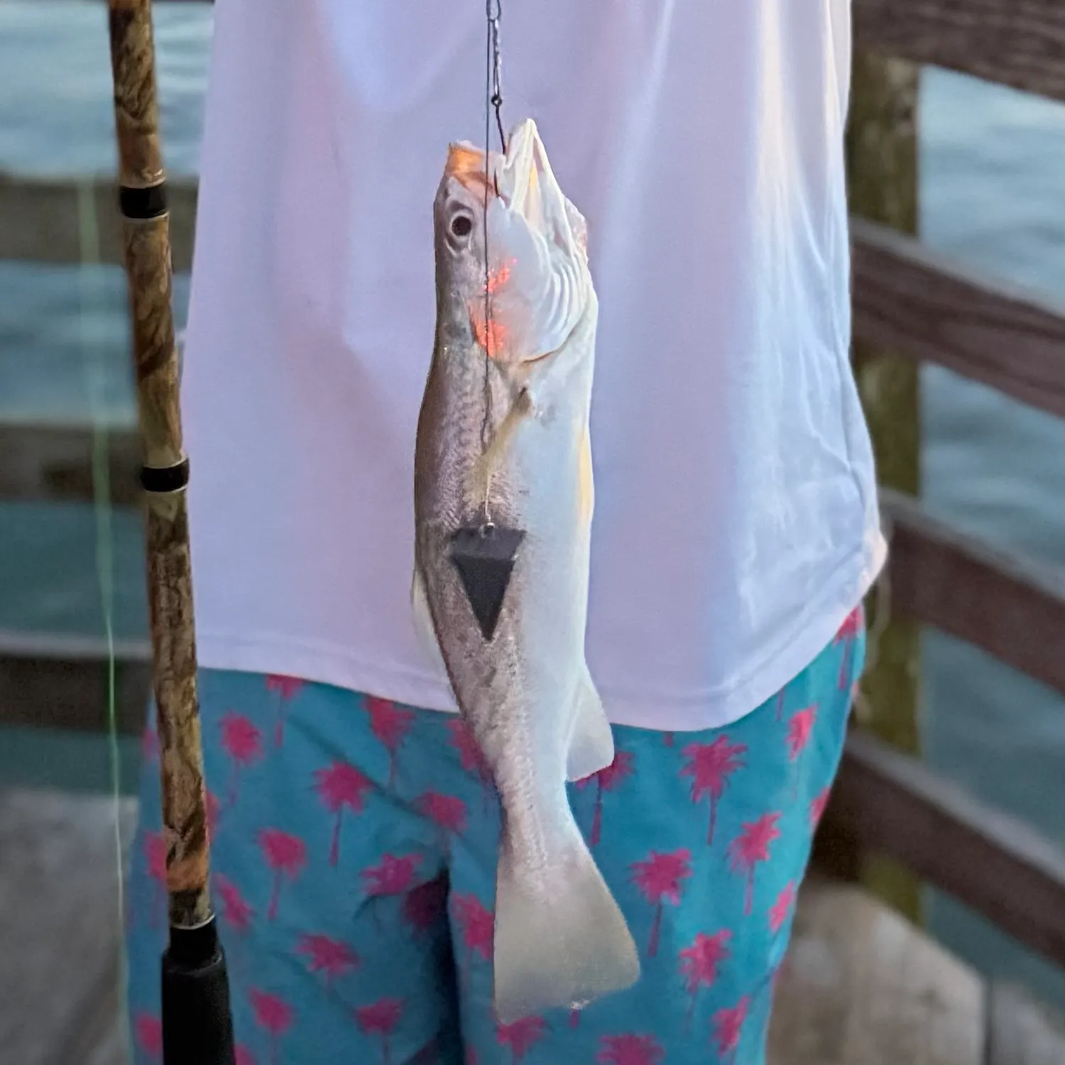 The most recent Southern hake catches on Fishbrain