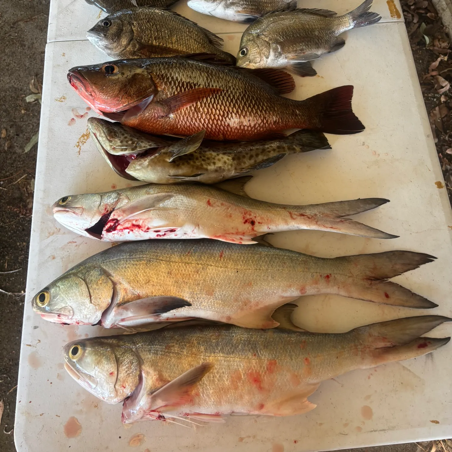 recently logged catches