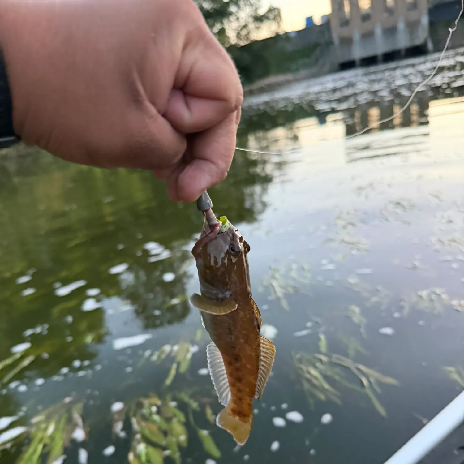 Round goby caught on Fishbrain