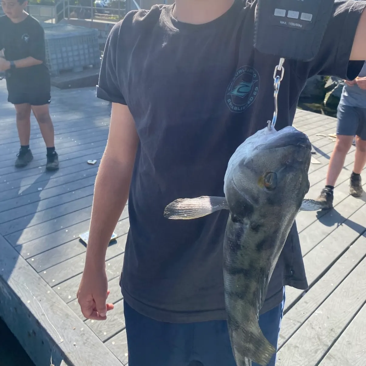 Barred sand bass caught on Fishbrain