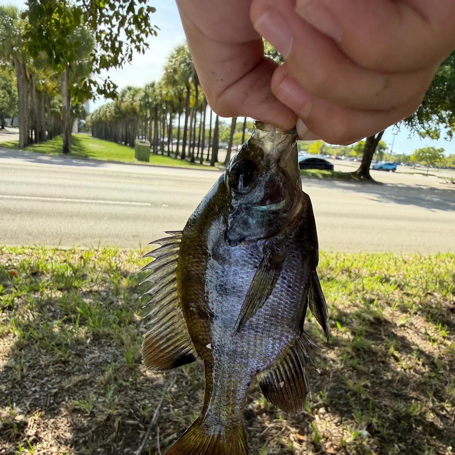 Bluegill caught on Fishbrain