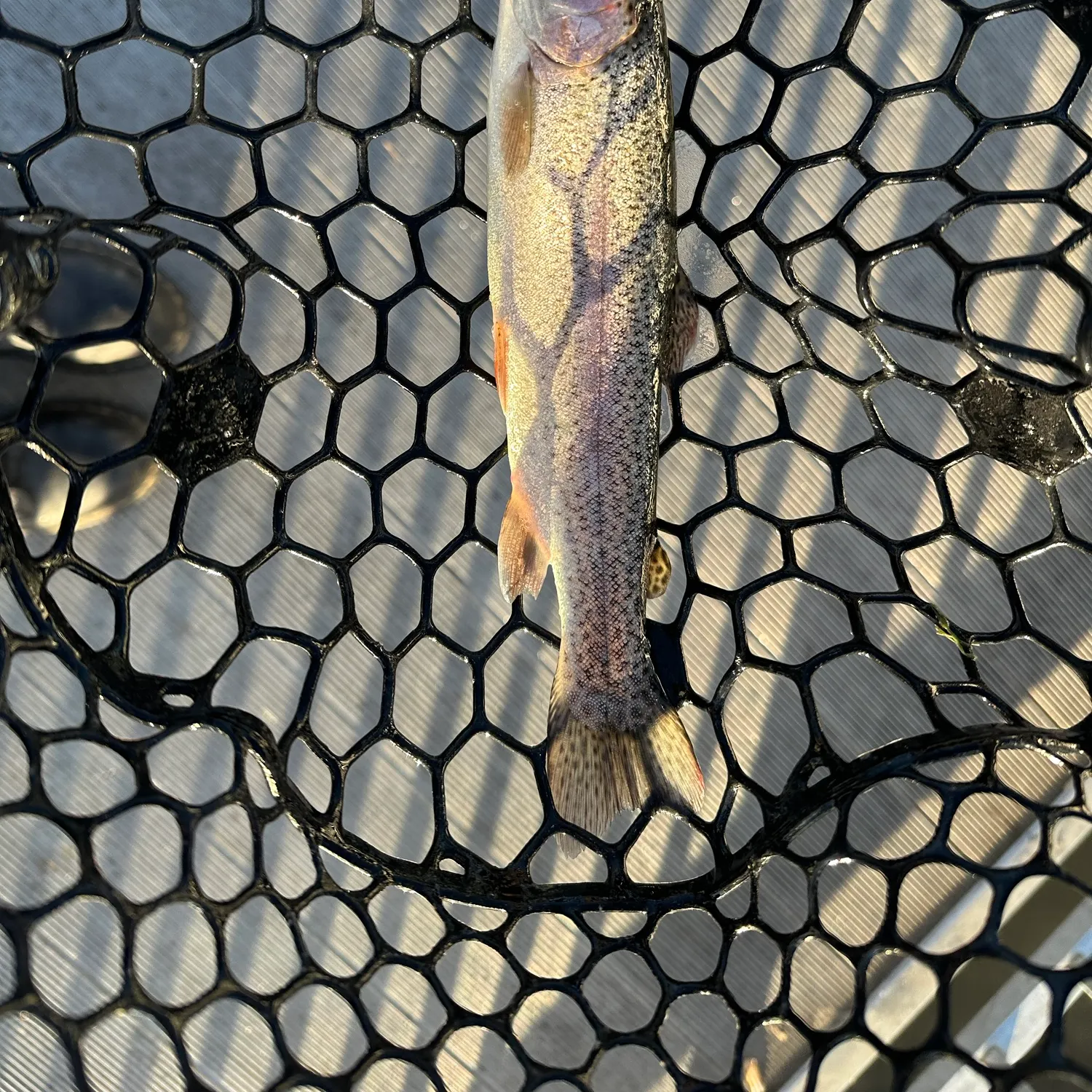 Rainbow trout caught on Fishbrain