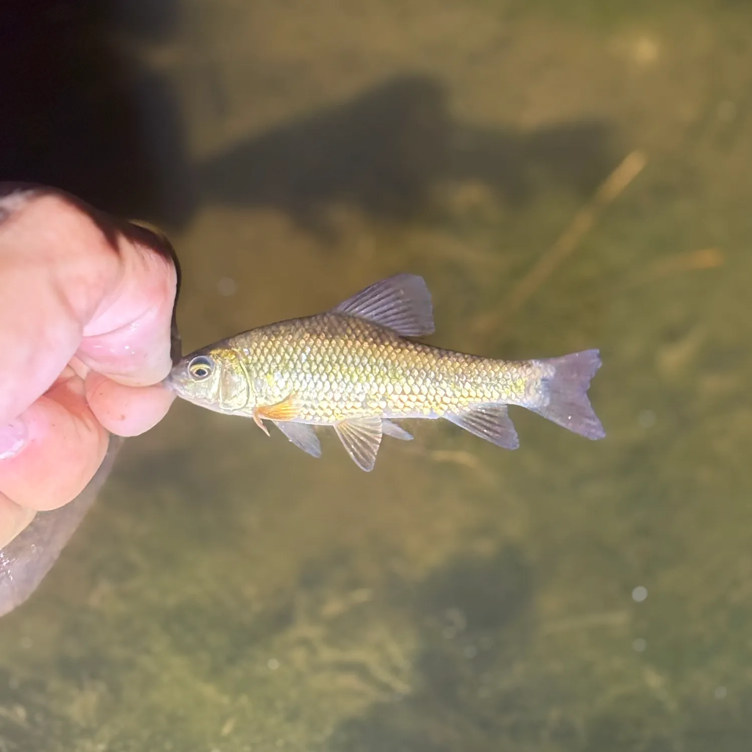 The most recent Lake chubsucker catches on Fishbrain