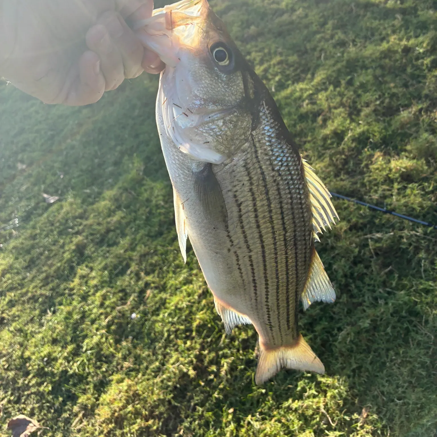 The most recent Hybrid striped bass catches on Fishbrain