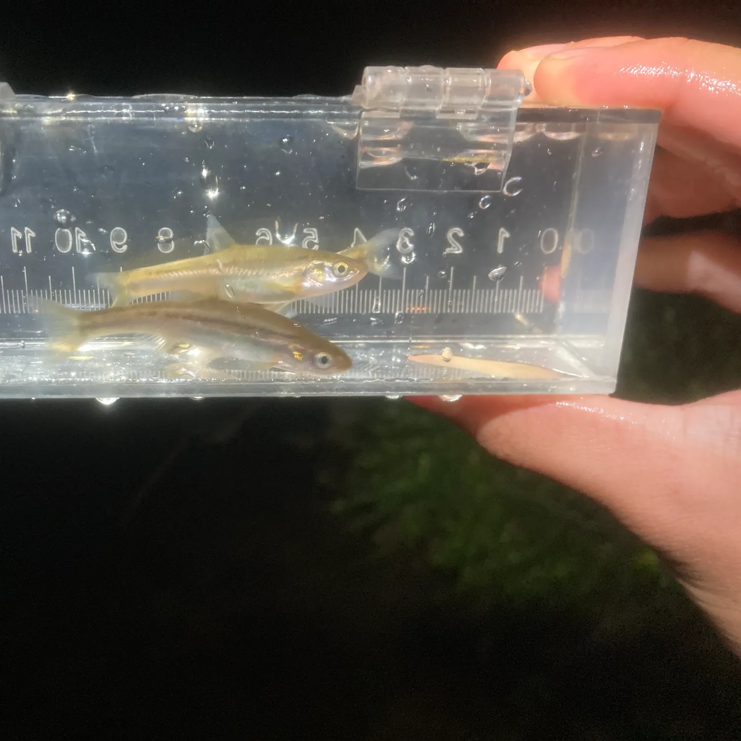 The most recent Southern redbelly dace catches on Fishbrain