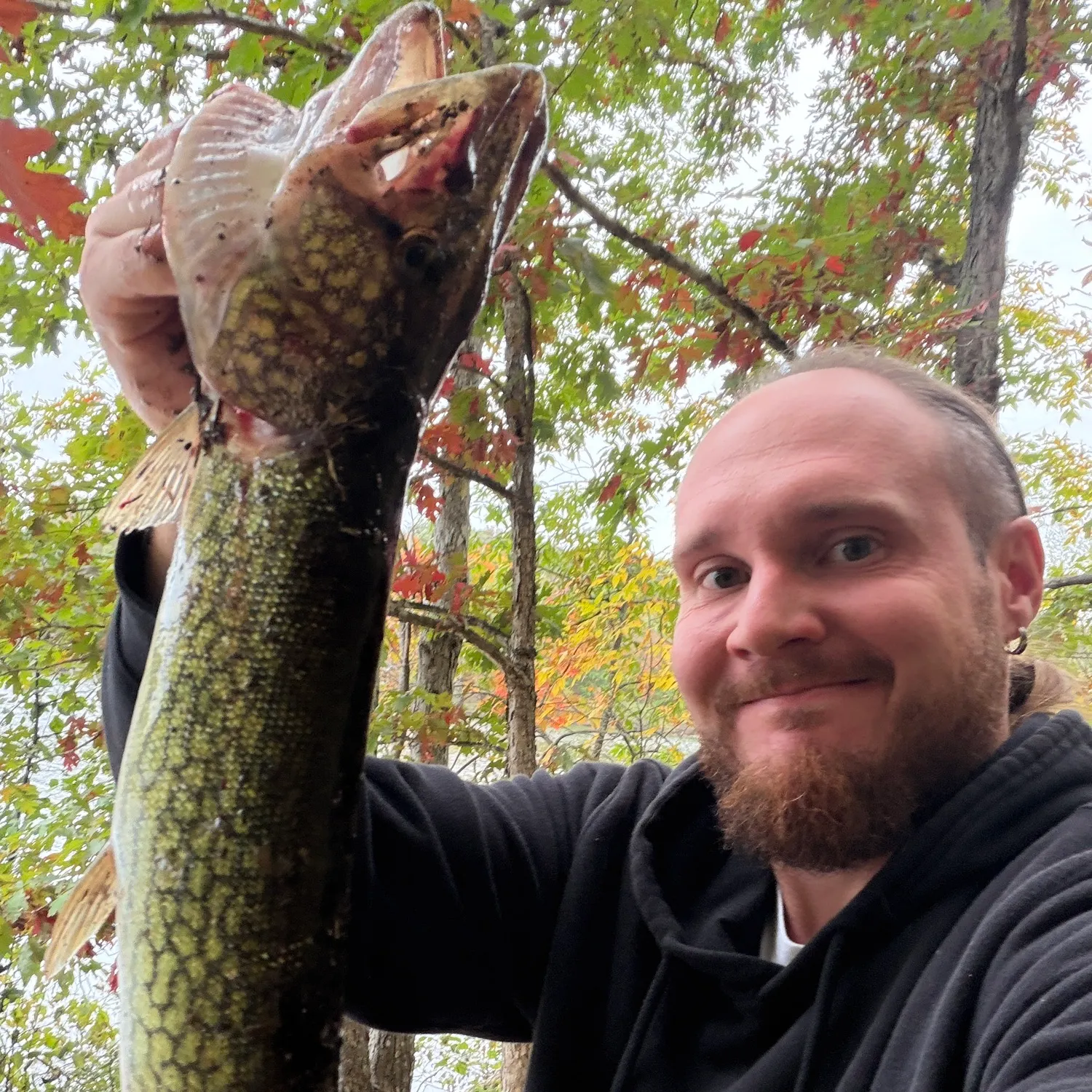 Chain pickerel caught on Fishbrain