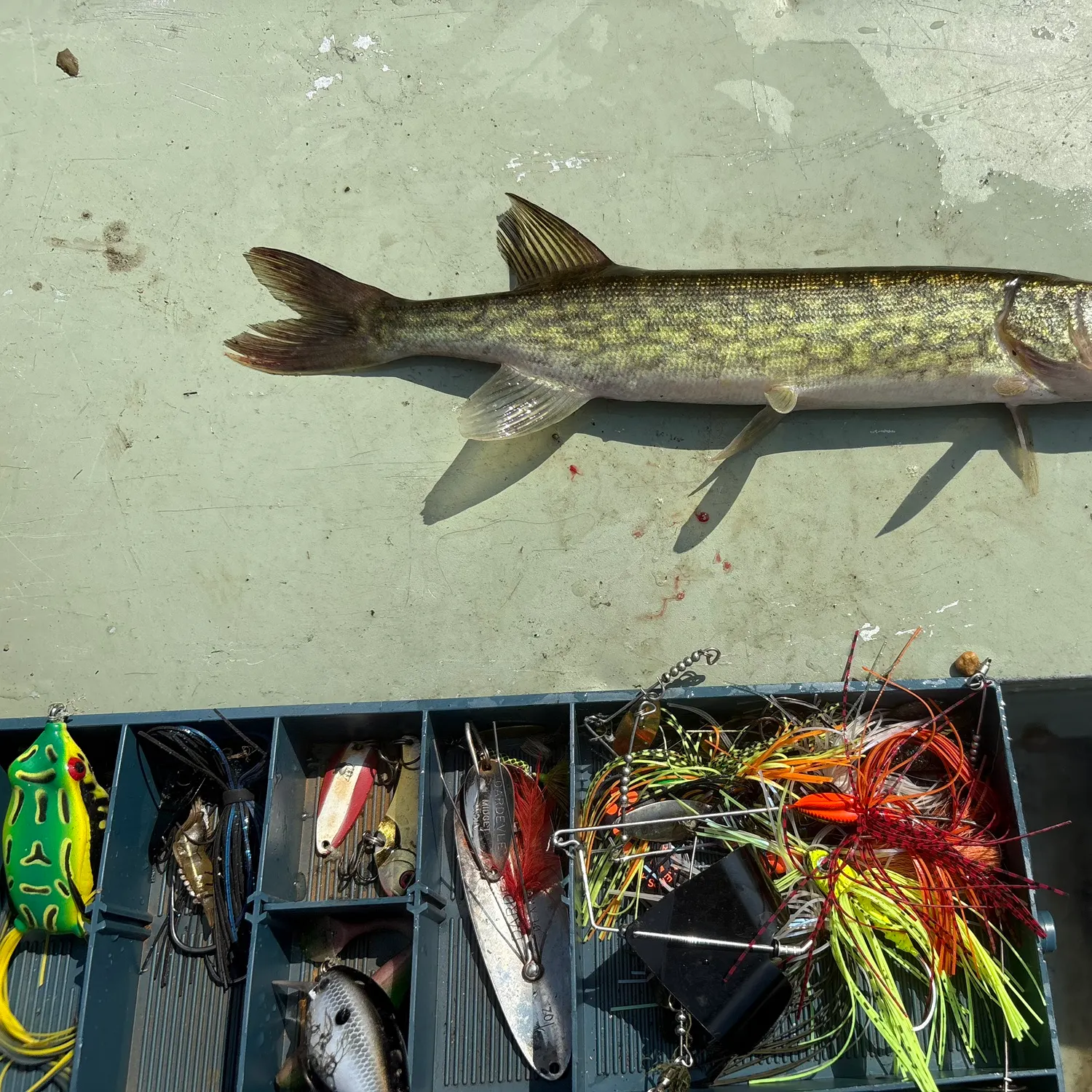 recently logged catches