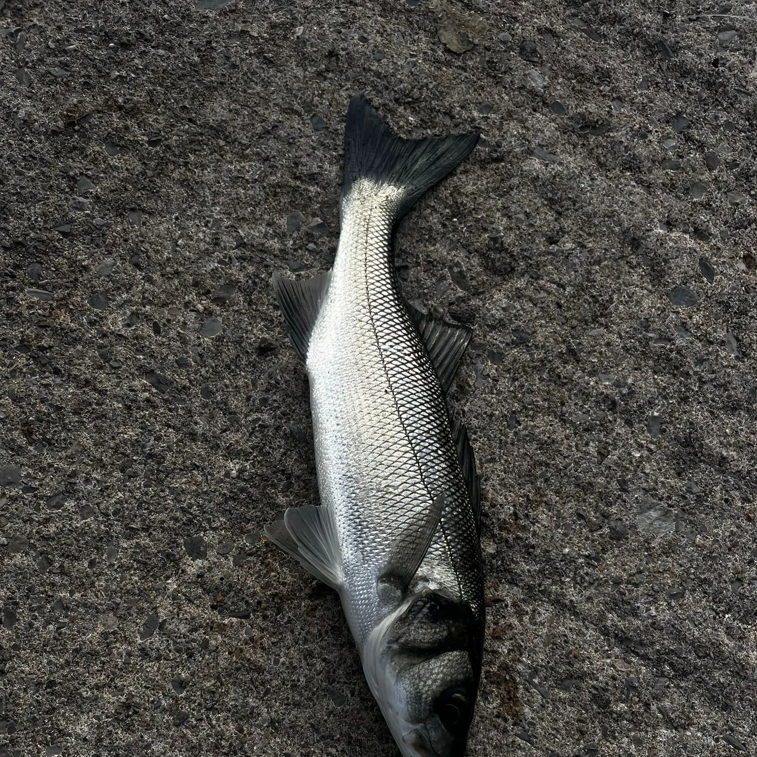 The most recent European seabass catches on Fishbrain