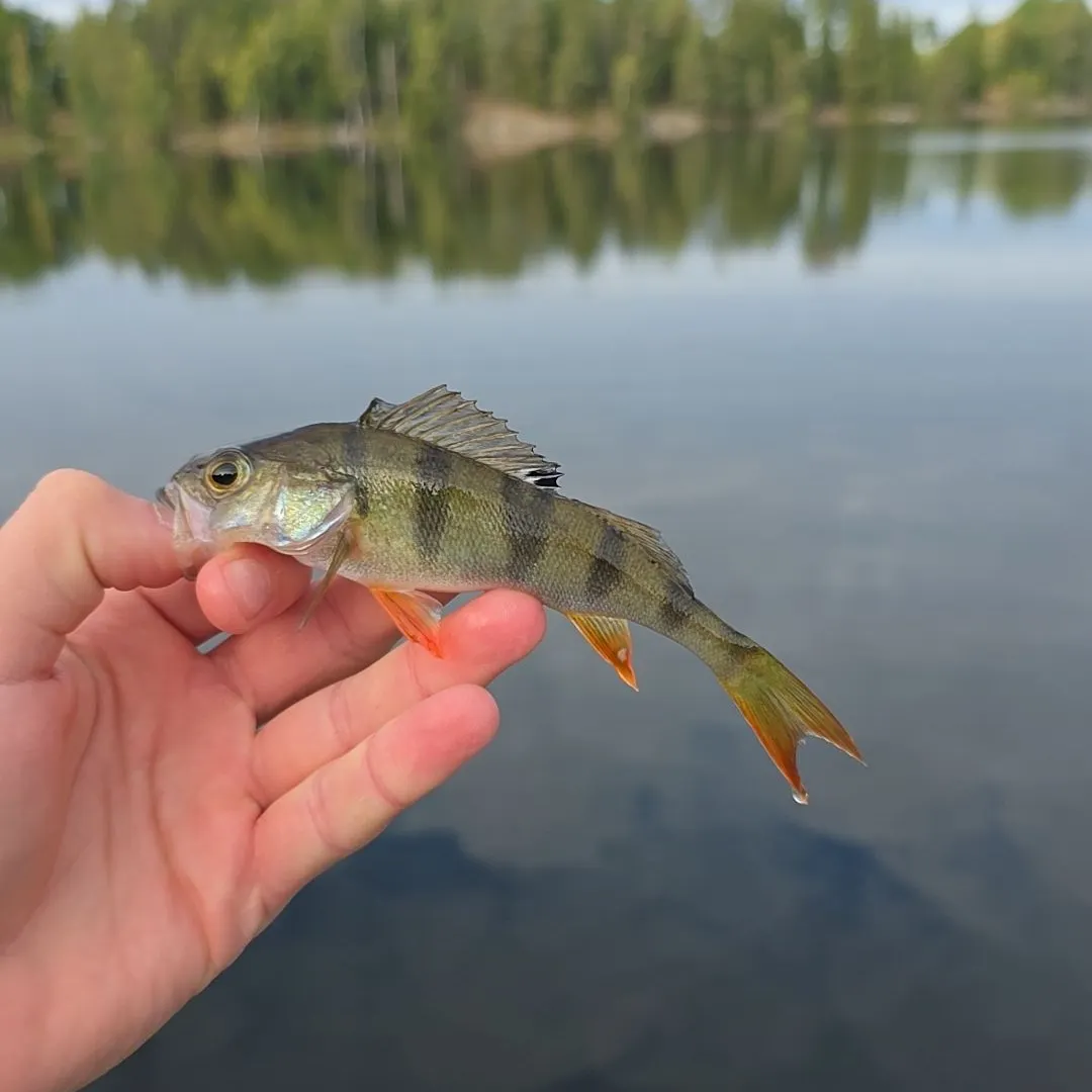 European perch caught on Fishbrain