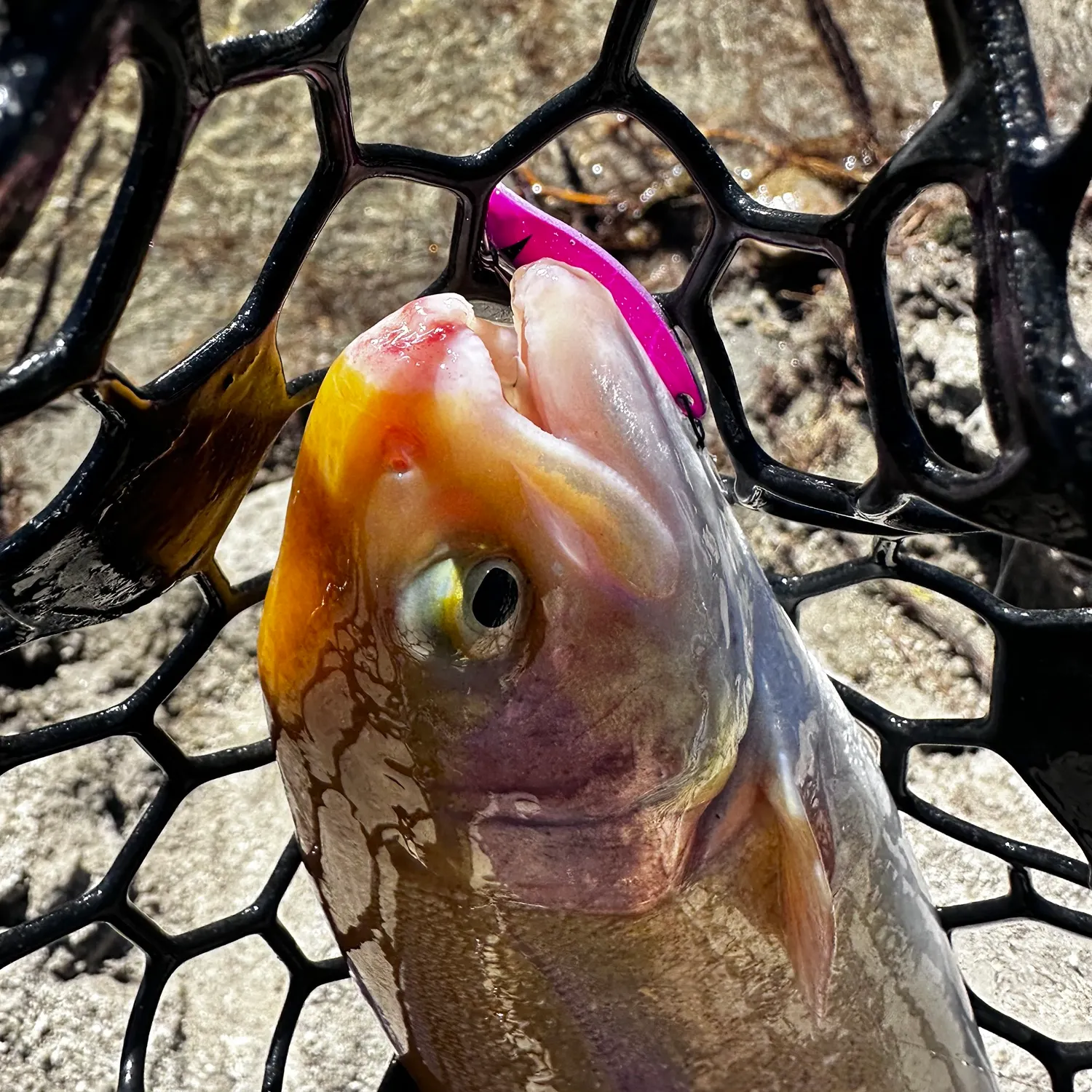 The most recent Golden rainbow trout catches on Fishbrain