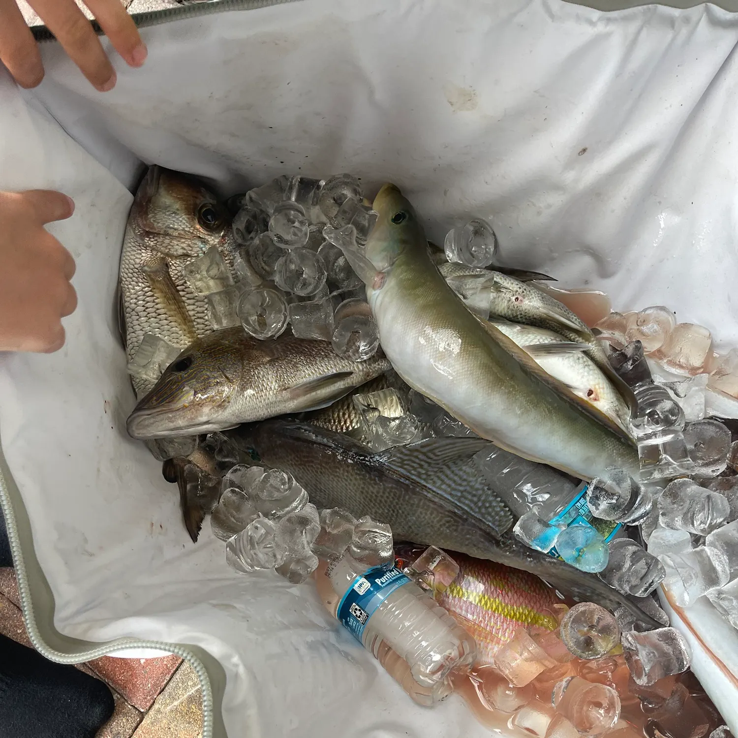 The most recent Littlehead Porgy catches on Fishbrain