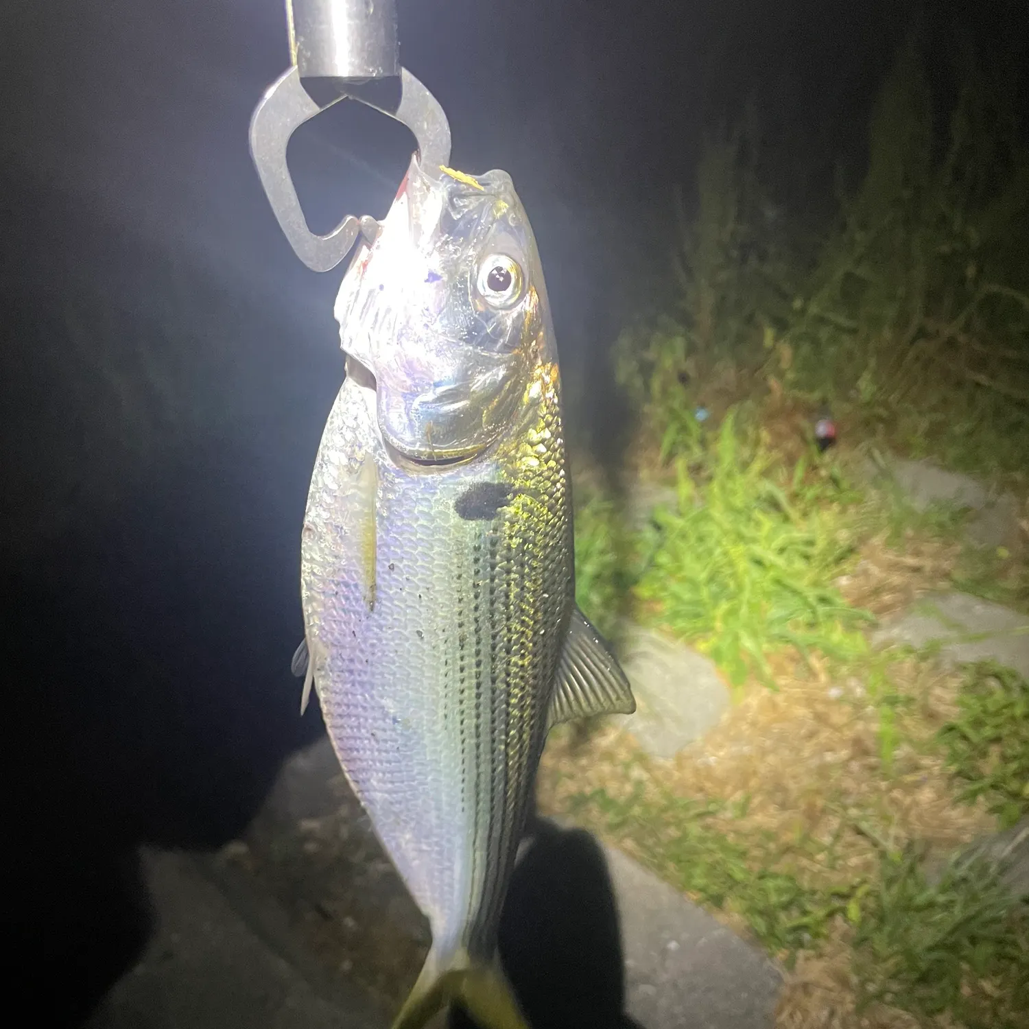 The most recent Dotted gizzard shad catches on Fishbrain